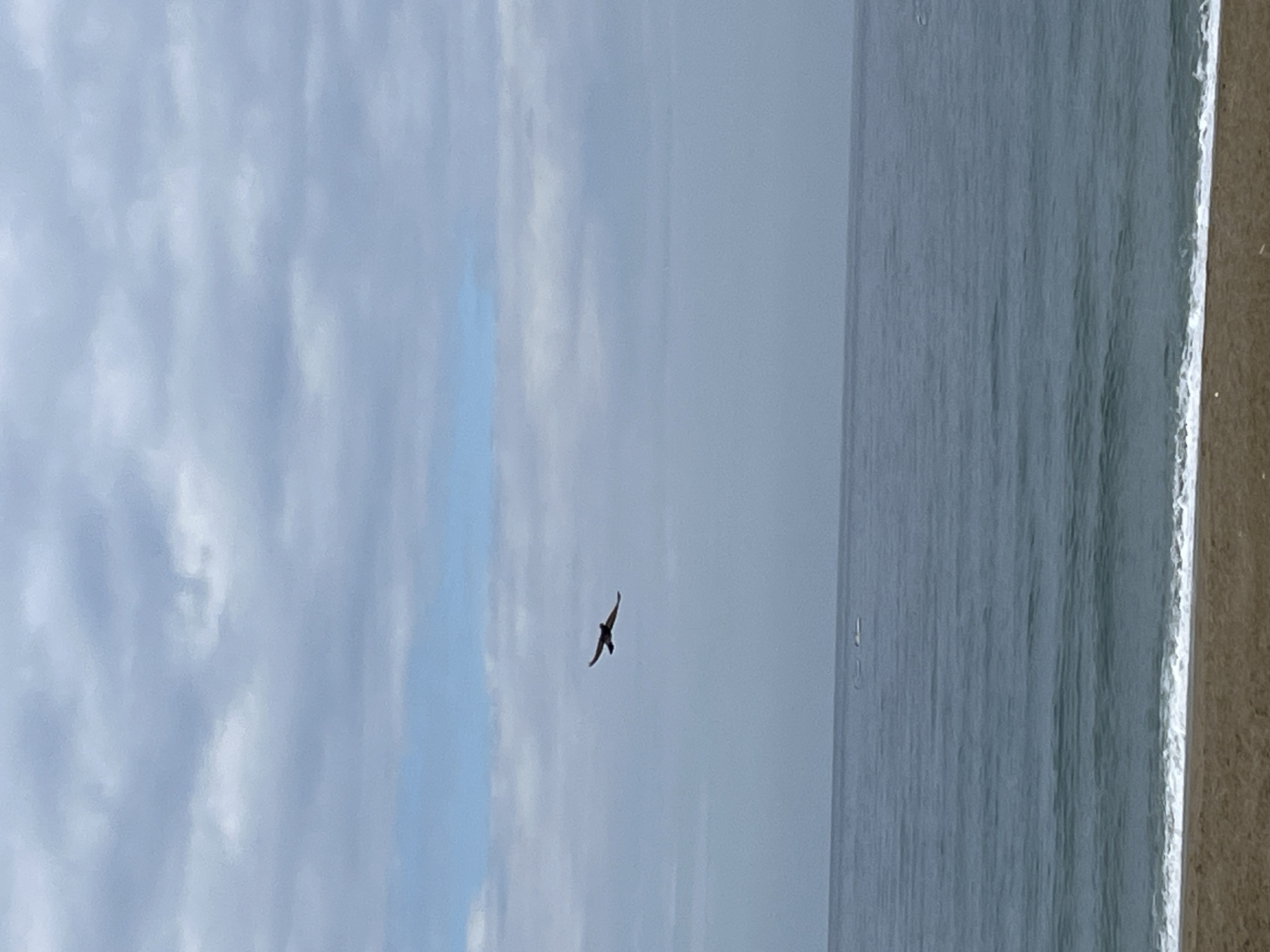 The image depicts a coastal scene likely taken in Alanya, Turkey, showing a beach with the sea on the right and the sky on the left. A single bird is flying in the sky. The sky is mostly cloudy with some patches of blue. The sea appears calm with subtle wave patterns. A strip of beach is visible on the extreme right side of the image.