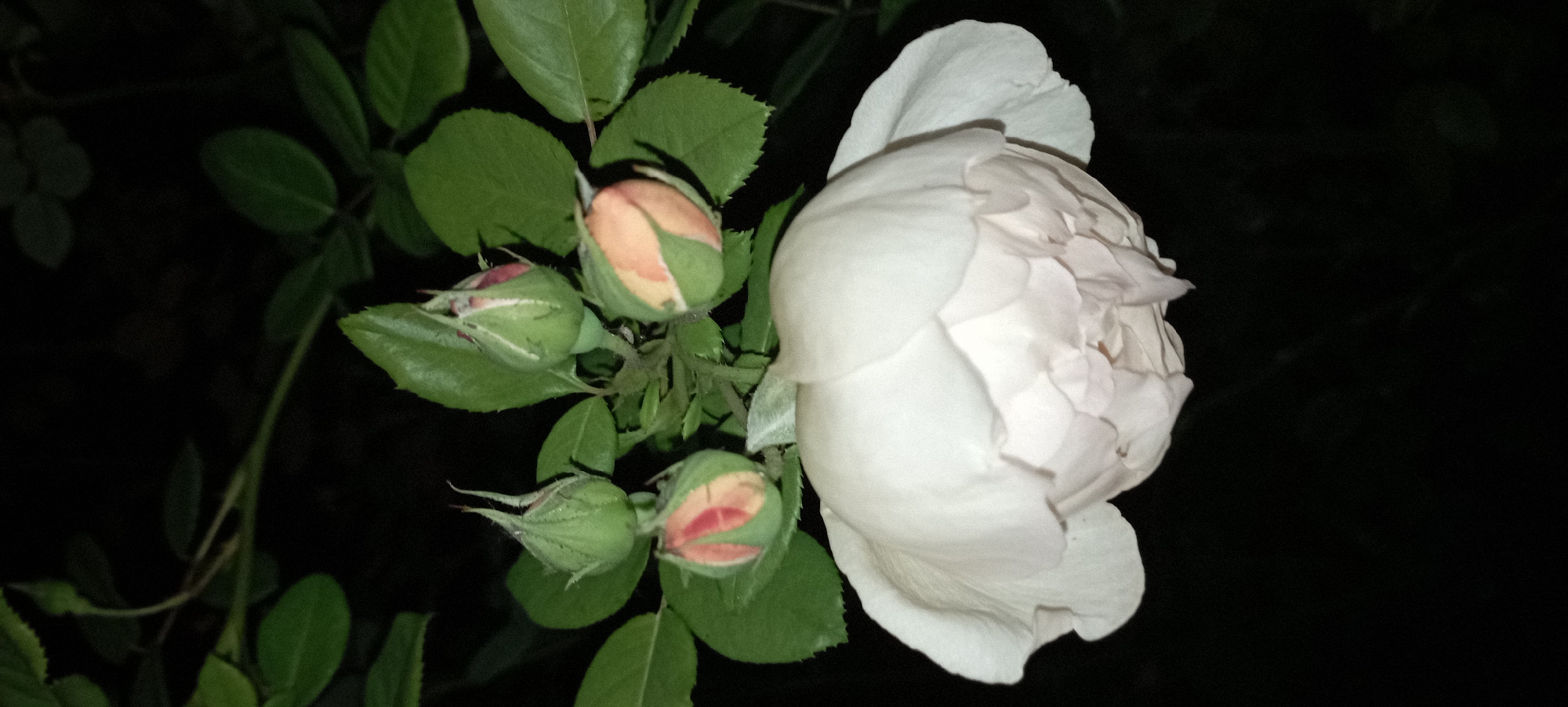 A close-up, vertical shot captures a white rose with multiple buds in varying stages of bloom, set against a dark background of foliage. The foreground is dominated by the partially open, full white bloom of the rose. Above and to the left of the main bloom, there are three rosebuds. One bud, to the far left, is a pale green with hints of pink peeking through its sepals. Another bud, positioned slightly higher and to the right, also displays a similar green and pink coloration. The third bud, to the right and slightly further back, shows a more pronounced peach hue on its exposed petals, still enclosed by green sepals. The leaves of the rose bush are a deep green, some in focus and others blurred by the dark background. The lighting suggests it might be evening or night, with artificial light highlighting the flower. The image does not contain any people or specific landmarks that would indicate its location within Radisne, Ukraine.