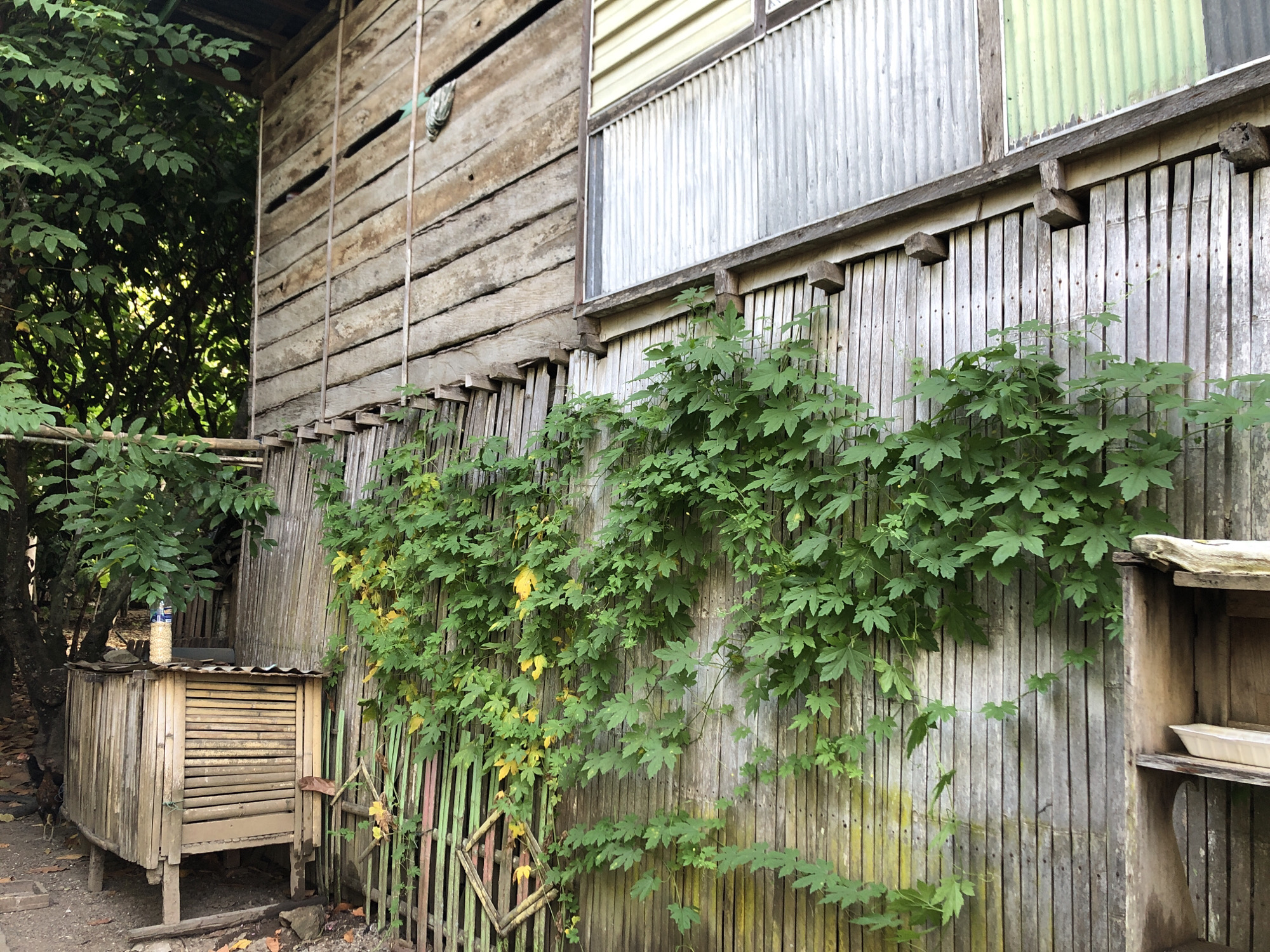 The image depicts the side of a weathered wooden structure, possibly a home or shelter, in what is identified as the city of Mallusesalo, Indonesia. The building's exterior is constructed from vertical wooden planks, many of which are grayed and aged. A section of the upper portion of the building features corrugated metal siding, with one panel appearing to be a light green color.

A dense growth of green vines with lobed leaves covers a significant portion of the lower wall. Some of these leaves have begun to turn yellow, suggesting a change in season or plant health. Interspersed within the vines are some small yellow flowers. A rustic wooden fence, also made of vertical planks, runs along the base of the wall and extends to the right. A diamond-shaped wooden frame is attached to this fence, partially obscured by the foliage.

To the left of the main structure, a smaller, raised wooden coop or shelter is visible. This structure has louvered doors and a corrugated metal roof. A bottle filled with what appears to be grain or feed rests on top of this coop. A few chickens are partially visible near the ground to the left of the coop. Lush green foliage from trees and other plants surrounds the building, indicating a natural or semi-rural environment. The ground appears to be dirt with some scattered leaves and debris. The overall impression is one of a functional, perhaps rural, dwelling with significant natural encroachment.