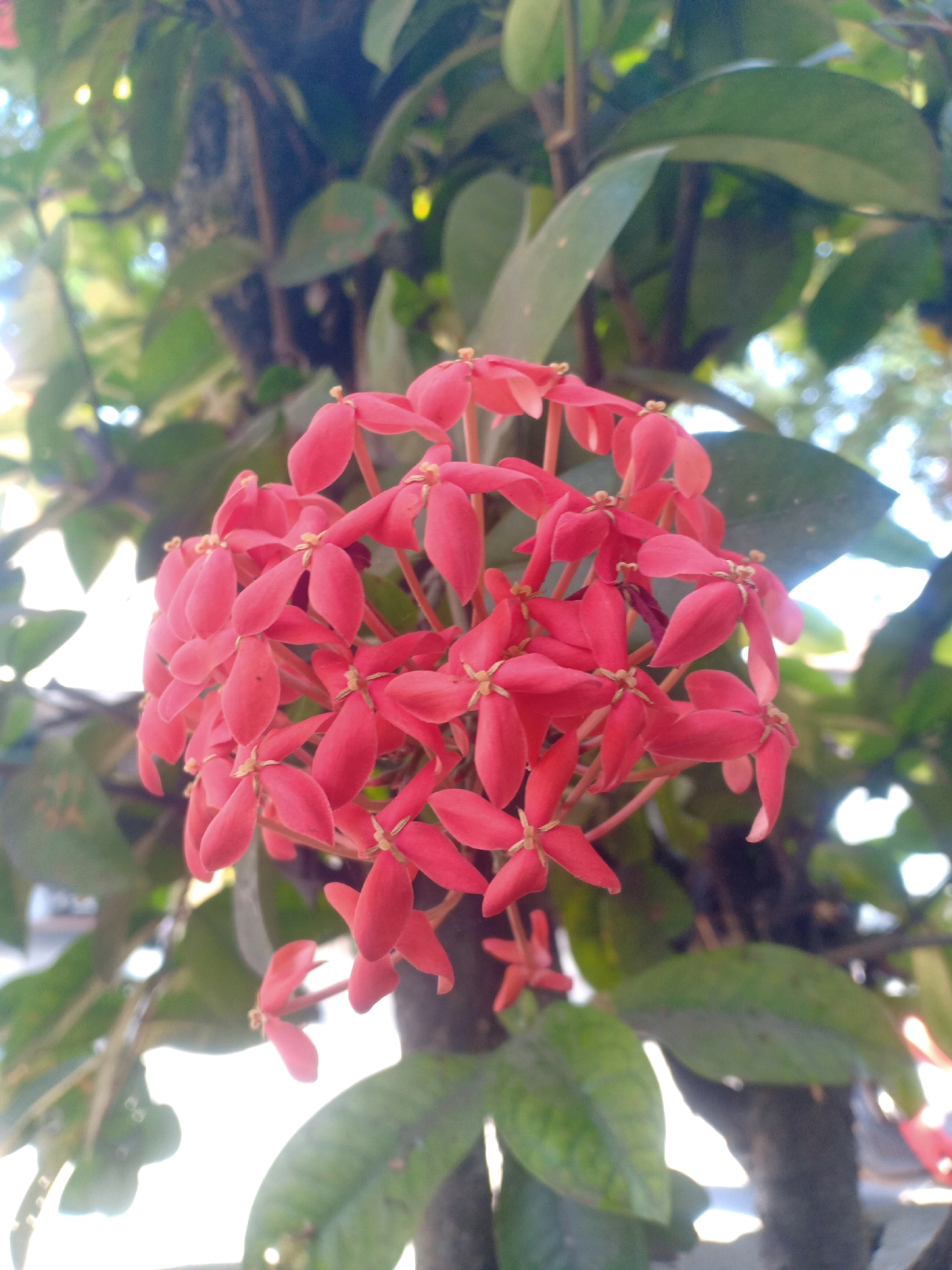 A close-up, vertical, medium shot captures a cluster of vibrant red Ixora flowers, also known as "bunga soka," blooming on a branch against a blurred background of green leaves and tree trunks. The lighting suggests an outdoor setting, possibly in a garden or park within Lumajang, Indonesia, given the prominence of this flower in the region. The Ixora flowers are tightly packed, with each individual bloom having four petals. Some of the petals are slightly curled. The image focuses on the delicate texture and bright color of the flowers, with the surrounding foliage providing a natural, organic backdrop.