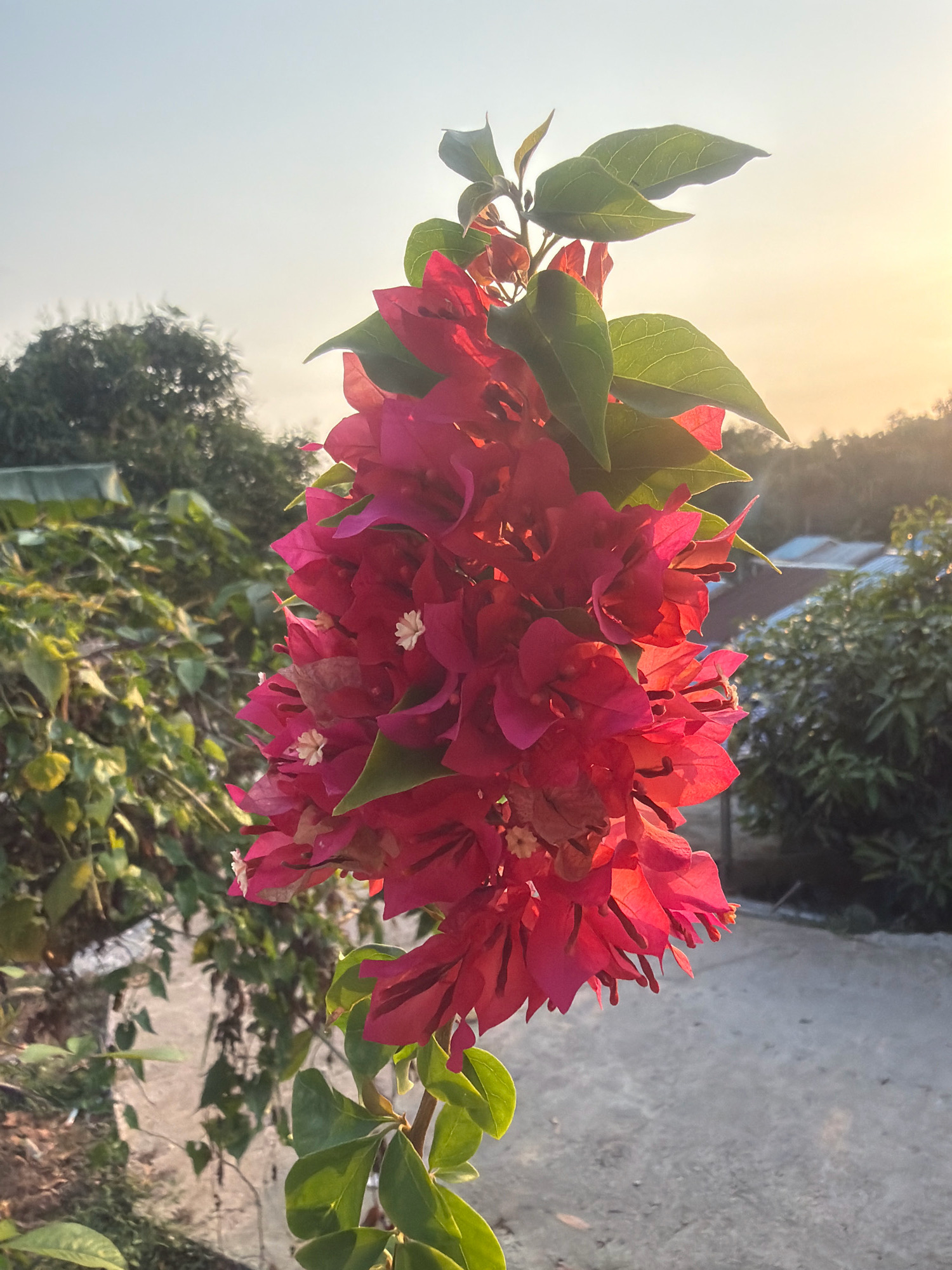 A close-up, vertical shot showcases a cluster of vibrant magenta bougainvillea flowers in the foreground, their delicate petals illuminated by the soft glow of the setting sun. The flowers, rich in color and texture, are accompanied by lush green leaves, some of which are backlit, creating a translucent effect. In the background, the hazy silhouette of trees and rooftops suggests a residential area. The sky, a pale gradient of blue and orange, indicates the late afternoon or early evening. The ground below is a concrete surface, rough in texture. The scene evokes a peaceful, natural setting within a city, likely in Balikpapan, Indonesia, given the visual cues of tropical foliage and architecture. No people are visible in the image.