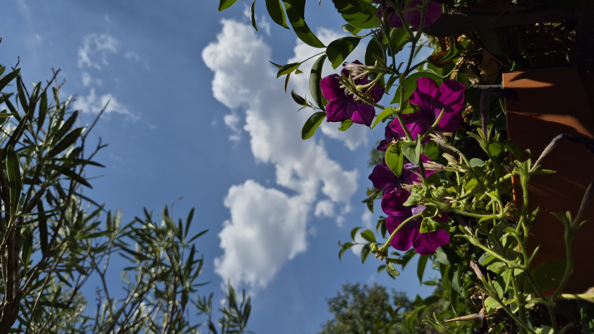 An eye-level, vertical shot captures a cluster of purple petunias in a terracotta pot against a backdrop of a bright blue sky with scattered white clouds. The petunias, some fully bloomed and others in bud, are vibrant and detailed, with their rich purple petals catching the sunlight. Green foliage surrounds the flowers, creating a lush, natural setting. In the upper left corner, out-of-focus green branches and leaves create a framing effect, suggesting the viewpoint is from beneath a larger tree. The overall impression is one of a sunny day outdoors, with a focus on the delicate beauty of the flowers and the vastness of the sky. The location is unknown.