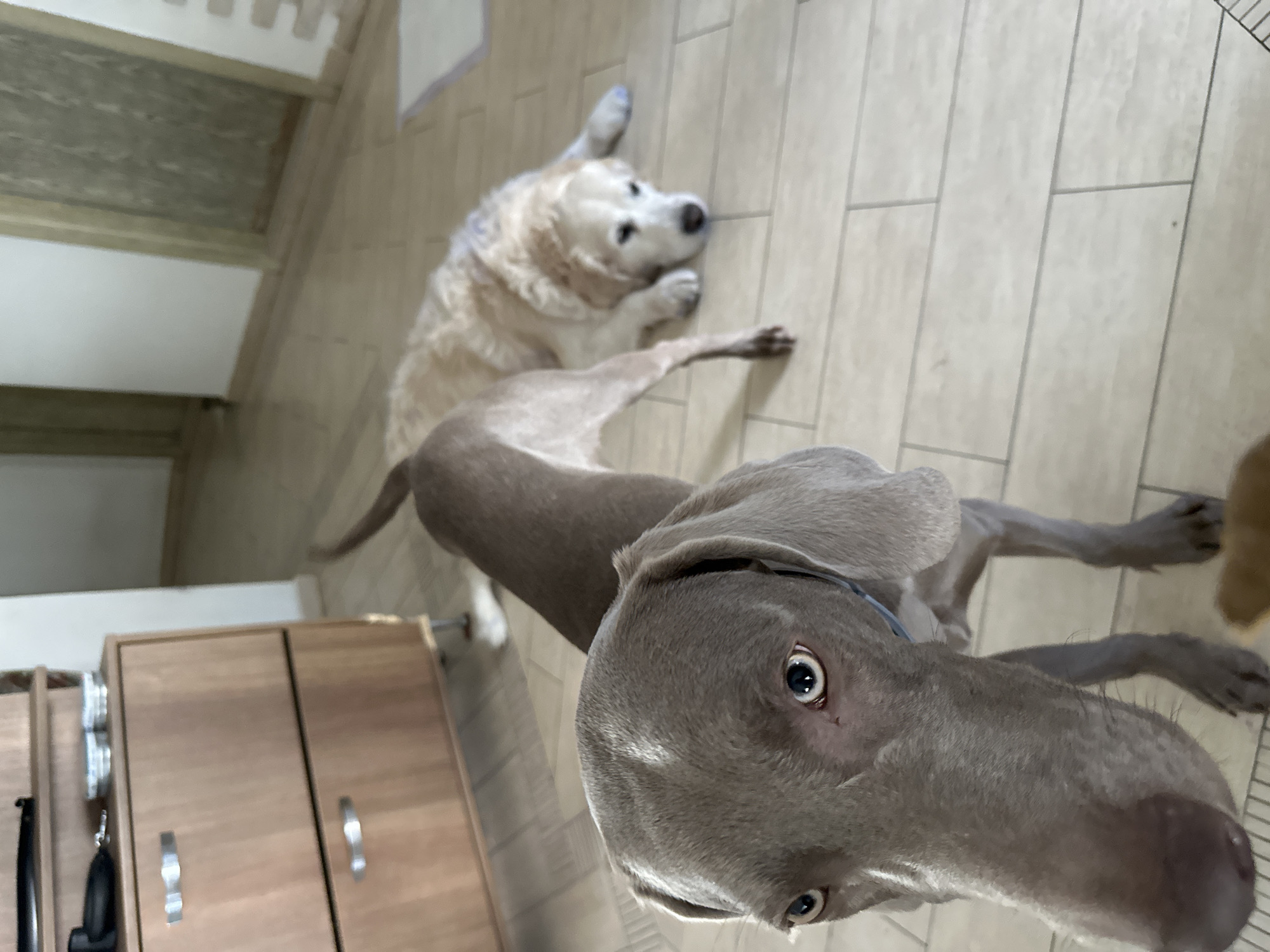 The image shows two dogs on a tiled floor. One is a Golden Retriever, lying down in the background, and the other is a Weimaraner, lying down in the foreground. The Weimaraner's head is close to the camera, and it is looking up. The floor is tiled with large rectangular tiles. The background includes a wooden cabinet and a door frame. There is no indication of Plovdiv, Bulgaria or any identifying characteristics of that location.