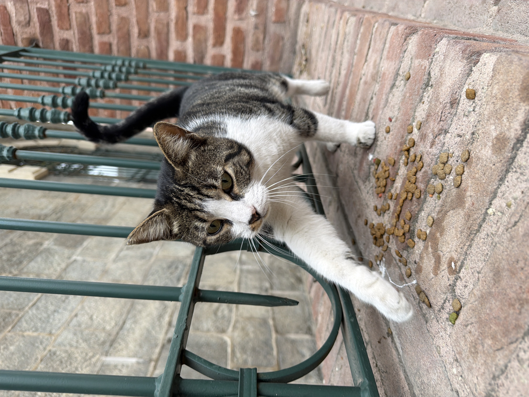 A tabby and white cat is walking on a brick ledge in front of a green metal fence. Dry cat food is scattered on the ledge in front of the cat. The cat is in focus, with its head turned to the left, looking towards the viewer. The background consists of a brick wall and a stone wall. The scene is outdoors, likely in an urban environment.
