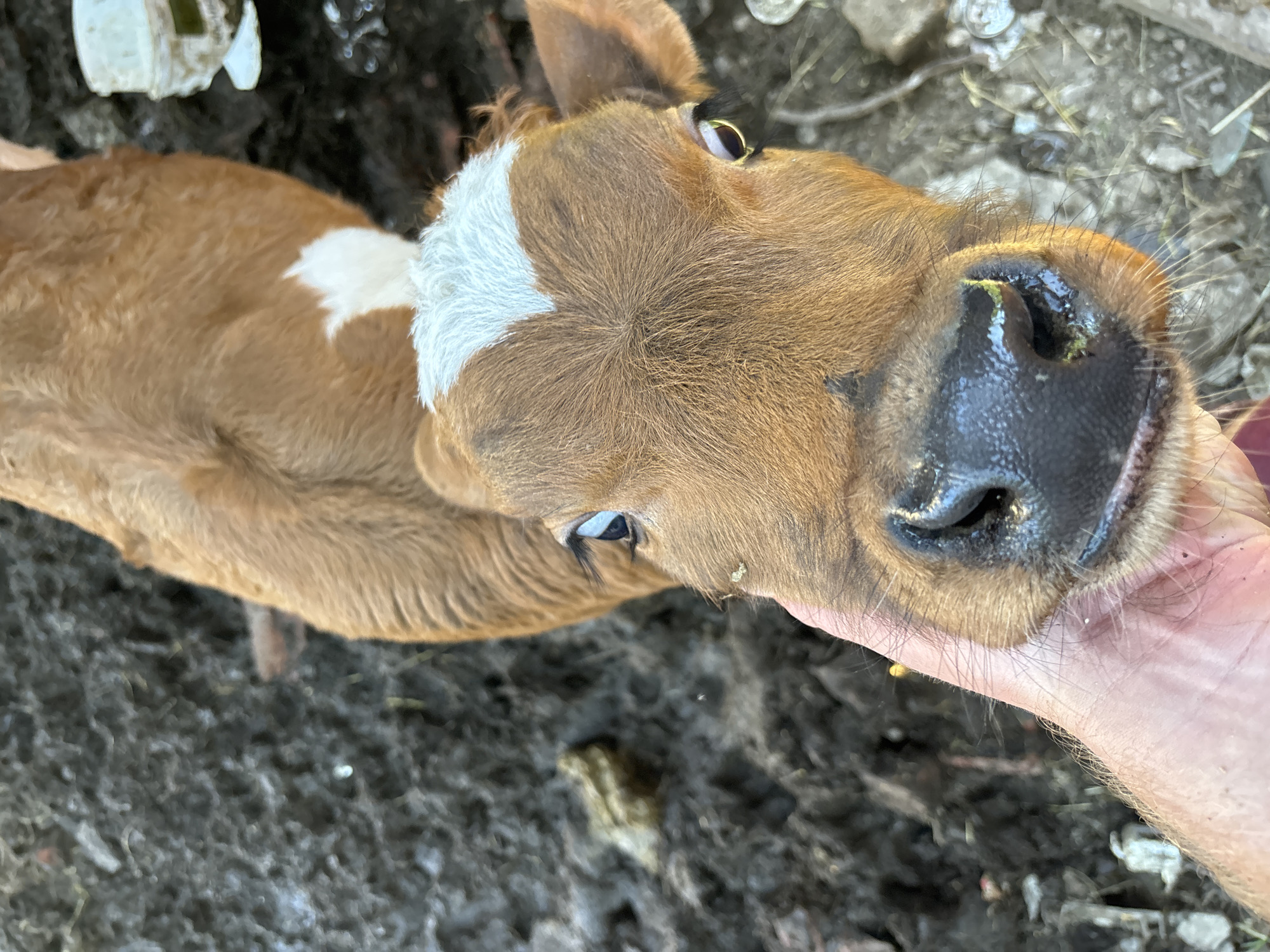 A close-up, high-angle shot focuses on a brown calf with a white patch on its head, nuzzling a human hand. The calf has a large, dark, wet nose. The hand appears to be stroking or petting the calf. The ground surrounding the calf is dark and muddy. Some vegetation and possibly debris are visible in the background. The location and specific details about the city and environment are unknown.