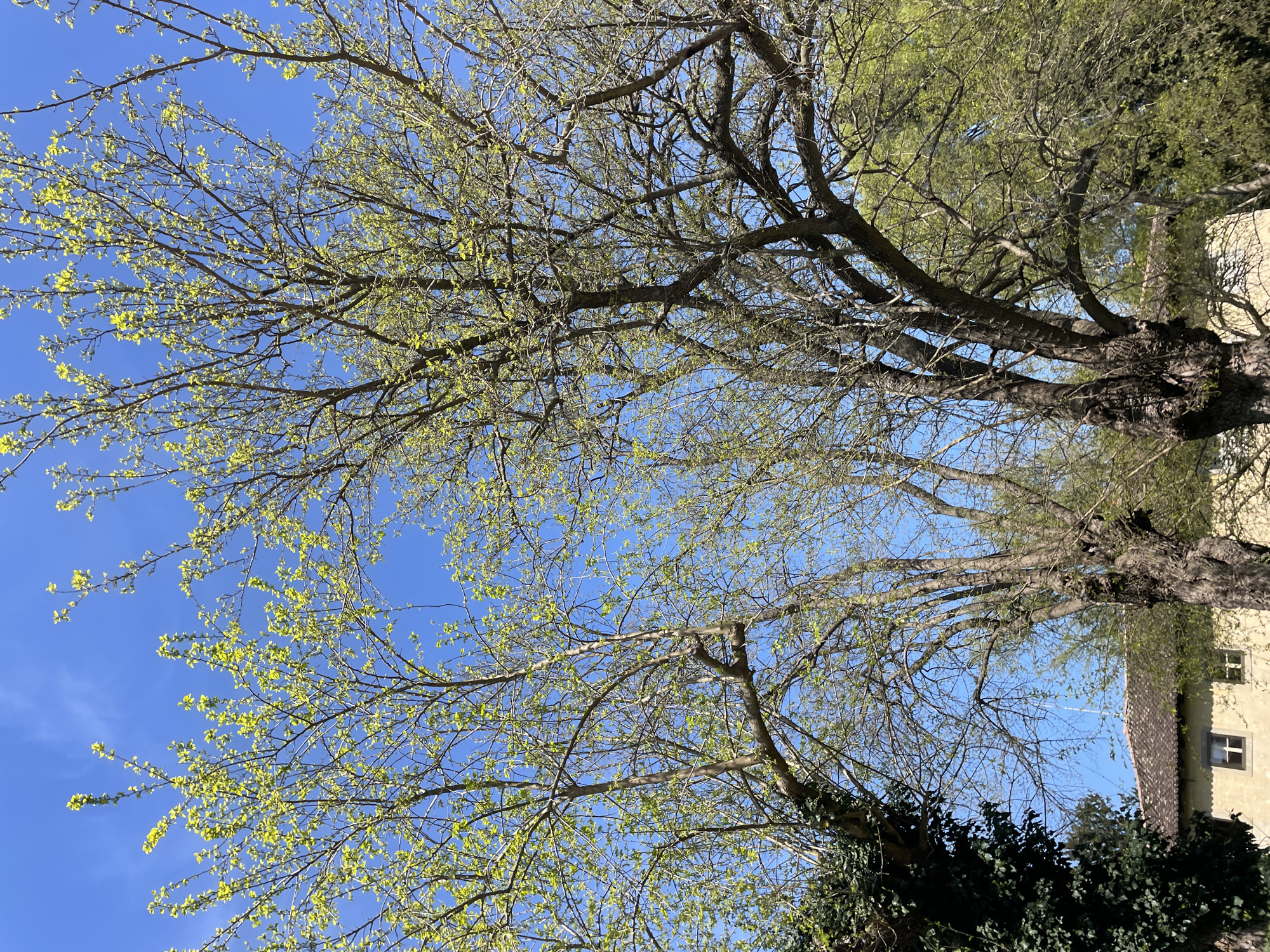 A tree with sparse green leaves and many branches is seen against a clear blue sky. A building is visible behind the tree. The location is San Lorenzo, Italy. The image is taken from a low angle, looking up into the tree. There are no people visible.