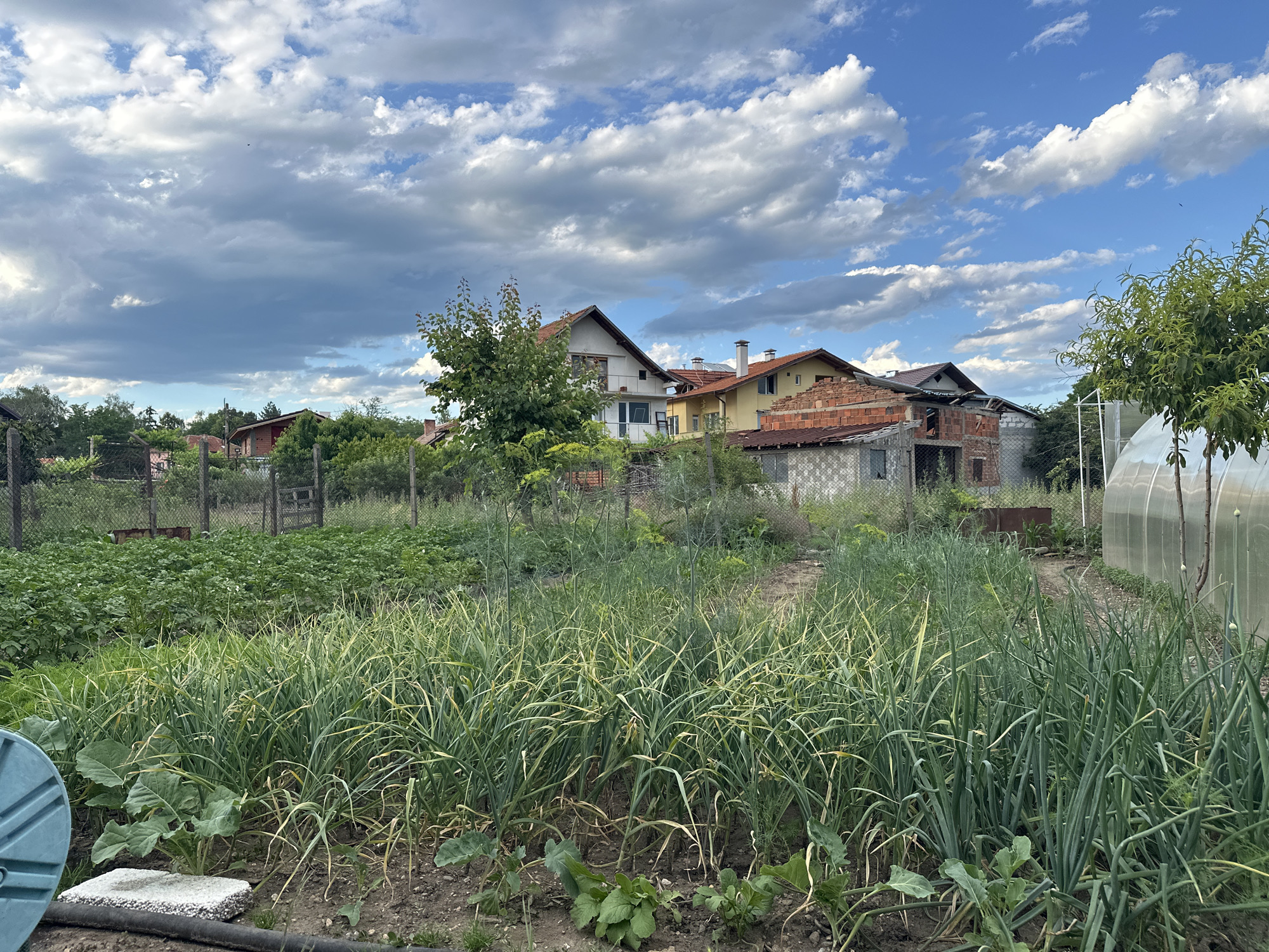 The image depicts a garden scene in the city of Cherven Breg, Bulgaria. In the foreground, rows of green onions and other vegetables are neatly planted. Beyond the garden, several houses with red-tiled roofs are visible, some appearing to be under construction. A greenhouse is situated on the right side of the frame. The sky is a vibrant blue with scattered white clouds, suggesting fair weather. The overall impression is of a rural or semi-rural residential area with an active vegetable garden.