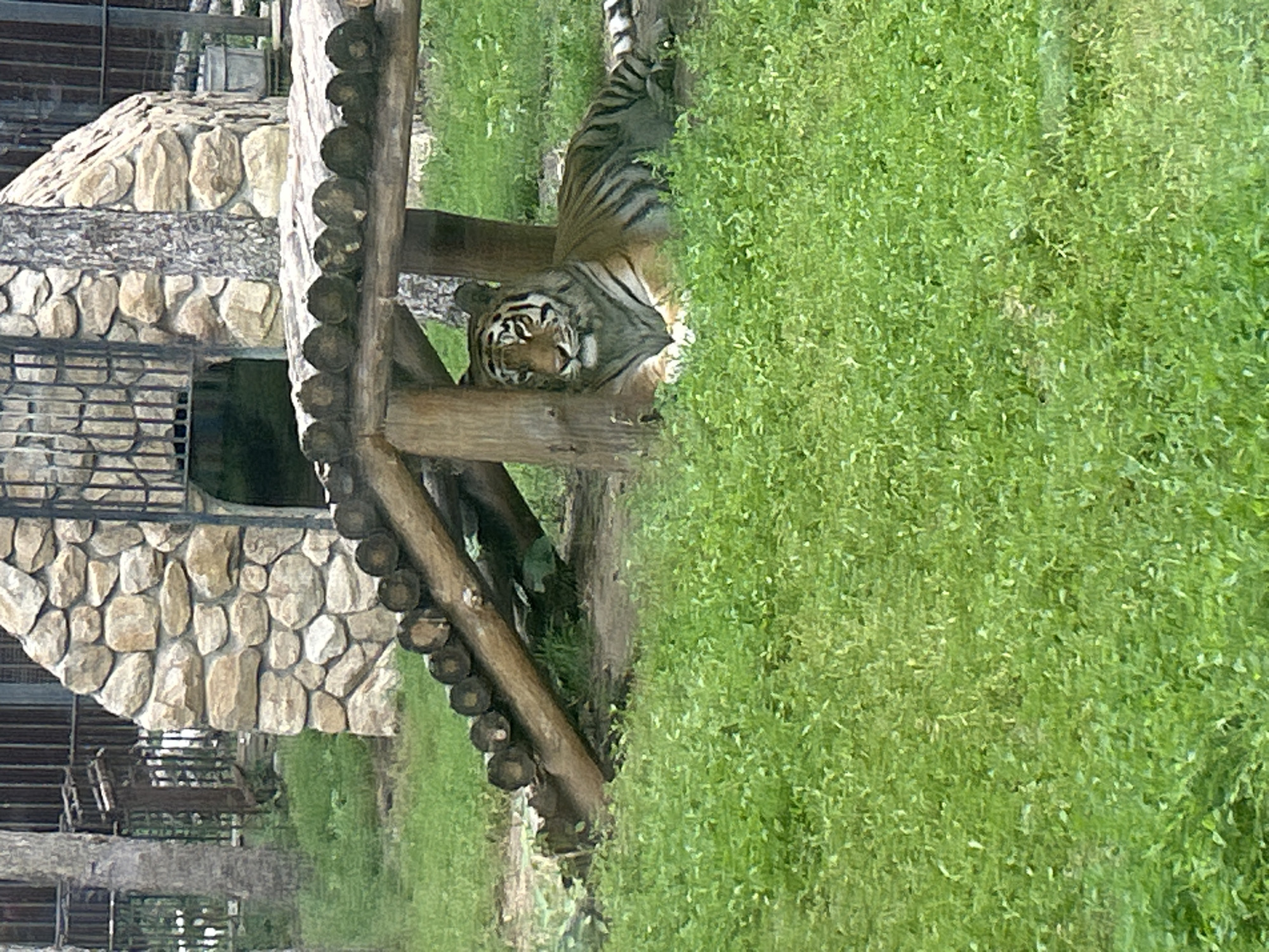 A tiger rests on lush green grass in front of a rustic wooden structure. The tiger is an adult, with distinctive orange fur and black stripes. It is lying down, facing the camera, with its head slightly tilted. Behind the tiger, a portion of a stone building with an arched entrance is visible, along with some wooden fencing. The environment appears to be an outdoor enclosure, possibly in a zoo or wildlife park, given the constructed elements designed for animal containment and viewing. The overall scene suggests a calm and naturalistic setting for the animal. The location is specified as Bolsherechye, Russia, which is a village in the Omsk Oblast.