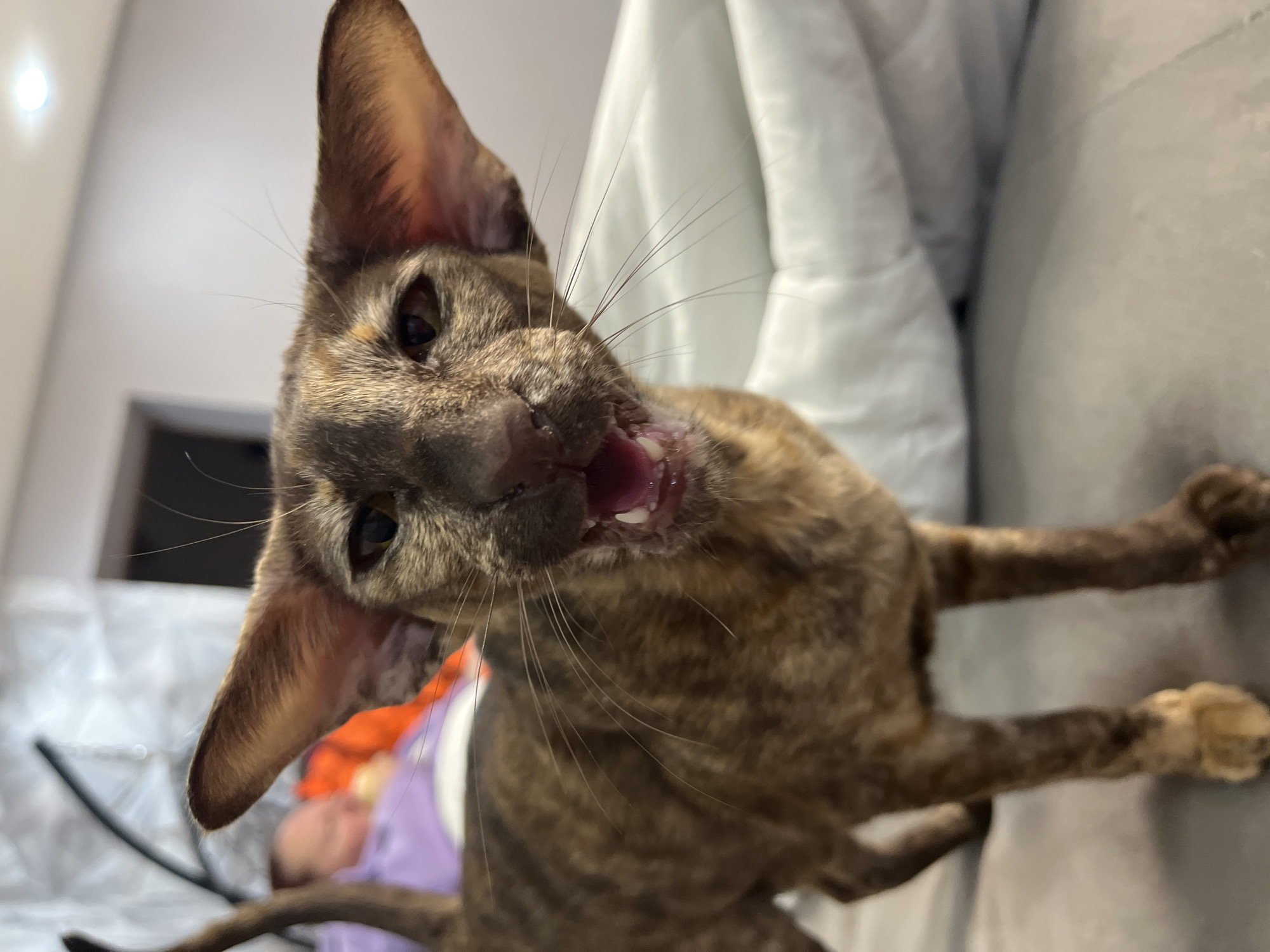 A brindle Oriental Shorthair cat is the primary subject, positioned close to the camera with its mouth open, possibly hissing or meowing. The cat's head is tilted to the left. Part of a person is visible in the background, wearing purple. The cat is positioned on or near a grey surface, which could be a couch or other furniture. The environment appears to be indoors. The location is not identifiable from the image.