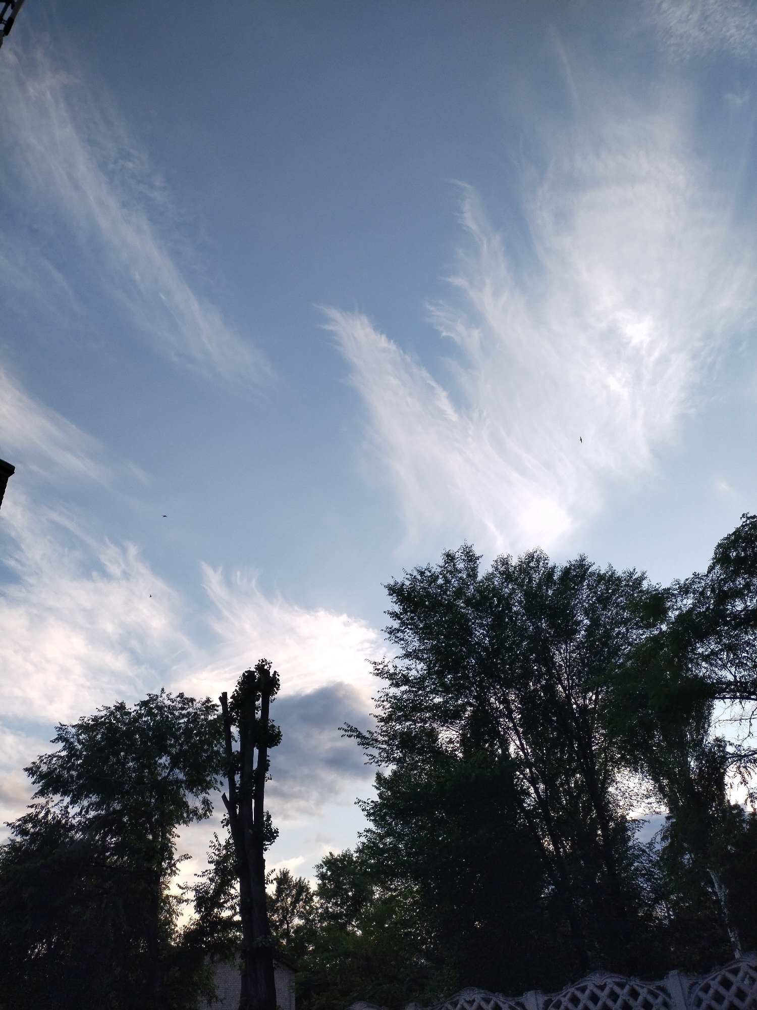 The image shows a sky with wispy clouds and silhouettes of trees against it, likely taken in Horishni Plavni, Ukraine. The sky is a gradient of light blue to pale white, with streaks of cirrus clouds scattered across the upper portion. In the lower part of the frame, the dark silhouettes of various trees are visible. One tree in the center appears to have been significantly pruned, with multiple vertical trunks. A decorative concrete fence is visible in the foreground. The overall impression is that of a calm, natural scene on a slightly overcast day.