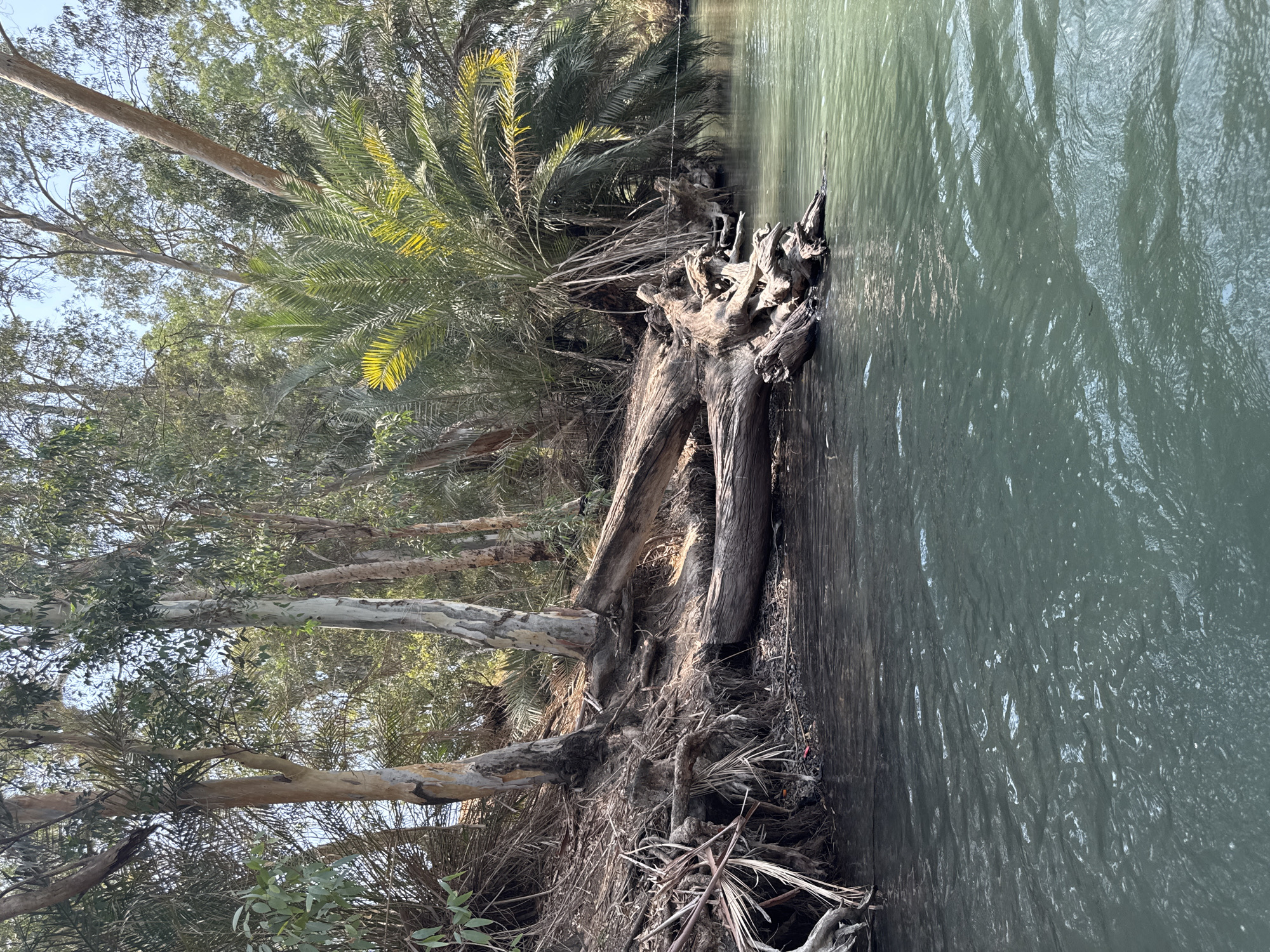 The image depicts a natural scene along a body of water, likely a river, in the Emek HaYarden Regional Council, Israel. The foreground is dominated by the calm, greenish-blue water, with visible ripples and reflections of light on its surface. Along the bank, exposed tree roots are intertwined with the soil, creating an uneven and natural edge to the water. Several fallen logs, weathered and textured, lie partially submerged in the water and along the bank, contributing to the rustic ambiance.
Behind the bank, a dense collection of trees and vegetation forms a natural backdrop. Tall, slender trees, some with smooth, pale bark, are interspersed with palm trees displaying their characteristic fronds. The foliage is varied, with a mix of green leaves and dry, brown fronds, suggesting a natural, somewhat uncultivated environment. The sunlight filters through the leaves, casting dappled shadows on the ground and water. The overall impression is one of a serene, natural landscape, possibly a part of a river or stream within the region.