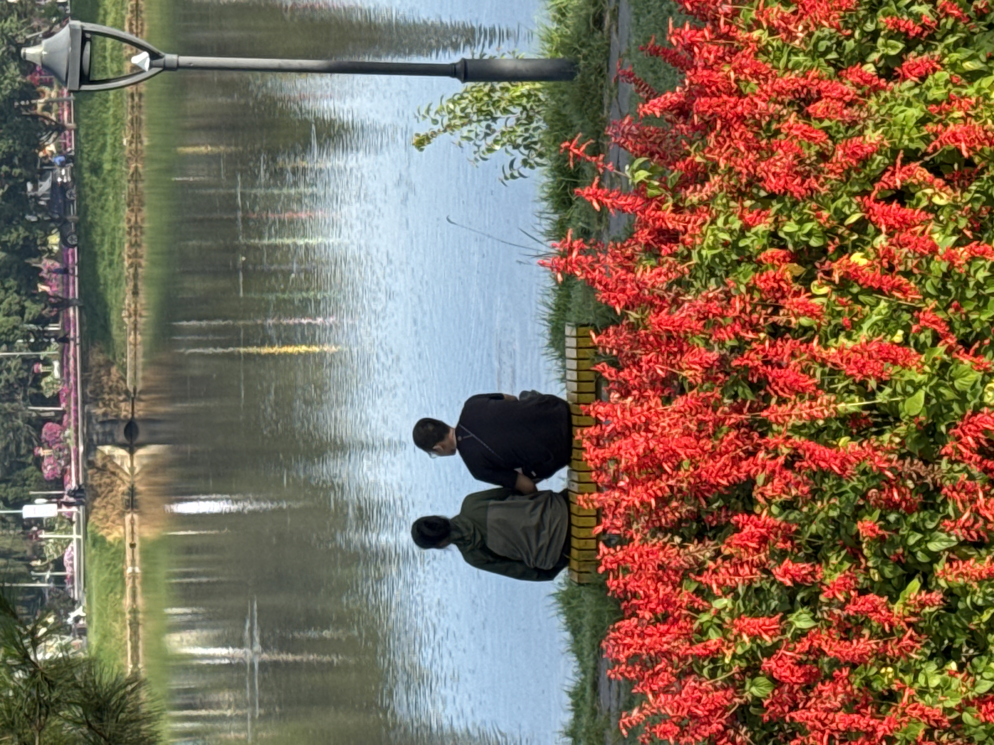 In Da Lat, Vietnam, a tranquil scene unfolds by a serene lake. In the foreground, a vibrant mass of red salvia flowers creates a striking visual barrier. Beyond them, a yellow-slatted bench is occupied by two individuals seated with their backs to the camera. The person on the left wears a dark green hooded jacket over a lighter green vest, while the person on the right is clad in a black t-shirt. They are positioned on the grassy bank of the lake, gazing out at the water. The lake's surface reflects the sky and the trees lining the opposite shore. In the background, a tree-lined promenade features a stone bridge arching over the water, with scattered figures walking and a parked car visible. A dark, ornate lamppost stands to the right of the frame, its presence adding to the idyllic atmosphere. The overall impression is one of peaceful contemplation amidst natural beauty.