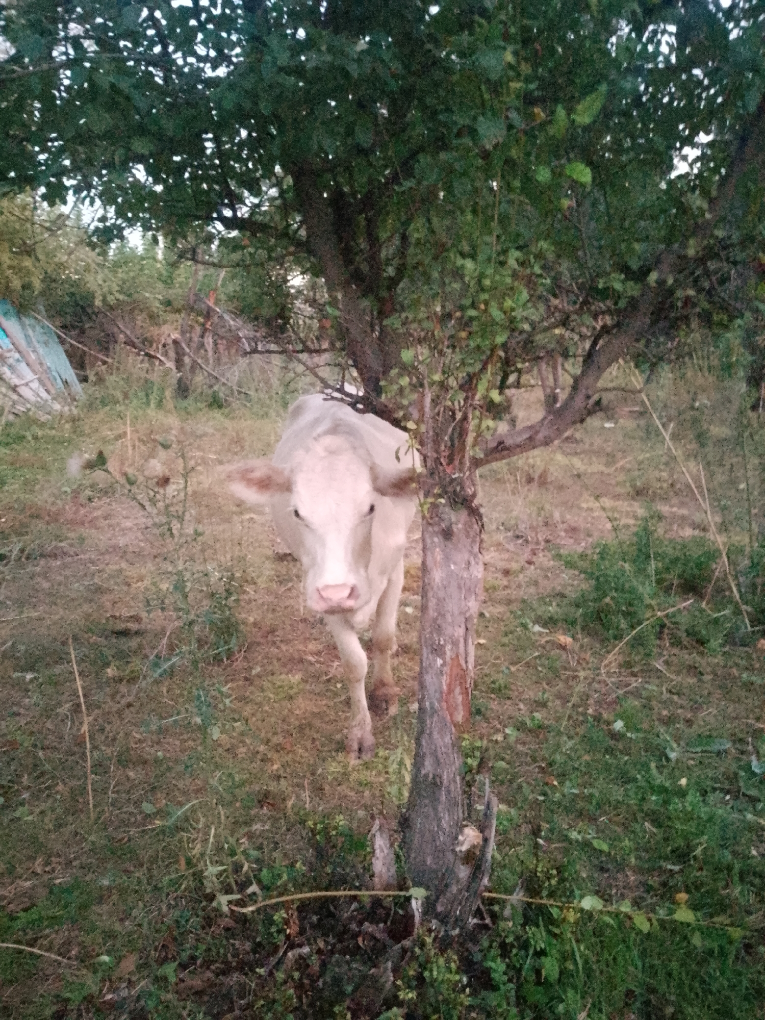An adult, light-colored cow stands partially obscured by a tree trunk in an outdoor environment. The cow is facing the camera and appears to be looking directly at it. The ground is covered with dry grass and some scattered green vegetation. Several trees are visible in the background, with foliage creating a canopy overhead. The scene appears to be rural or semi-rural, possibly a field or pasture. No specific landmarks or details indicating a location within the city of Келдемұрат, Kazakhstan are present in the image.