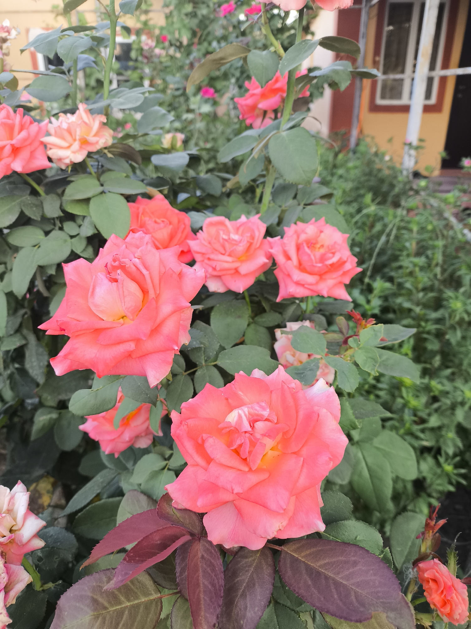 This is a close-up, eye-level photograph of several coral pink roses in bloom. The roses are the primary subject, with their petals unfurled and showing their inner yellow centers. The flowers are clustered together on a bush with dark green leaves. In the background, out of focus, is a building with orange and brown walls and white-trimmed windows. The general setting appears to be a garden or yard. There are no people or animals visible in the image. The scene is likely located in Yuzhno-Sukhokumsk, Russia.