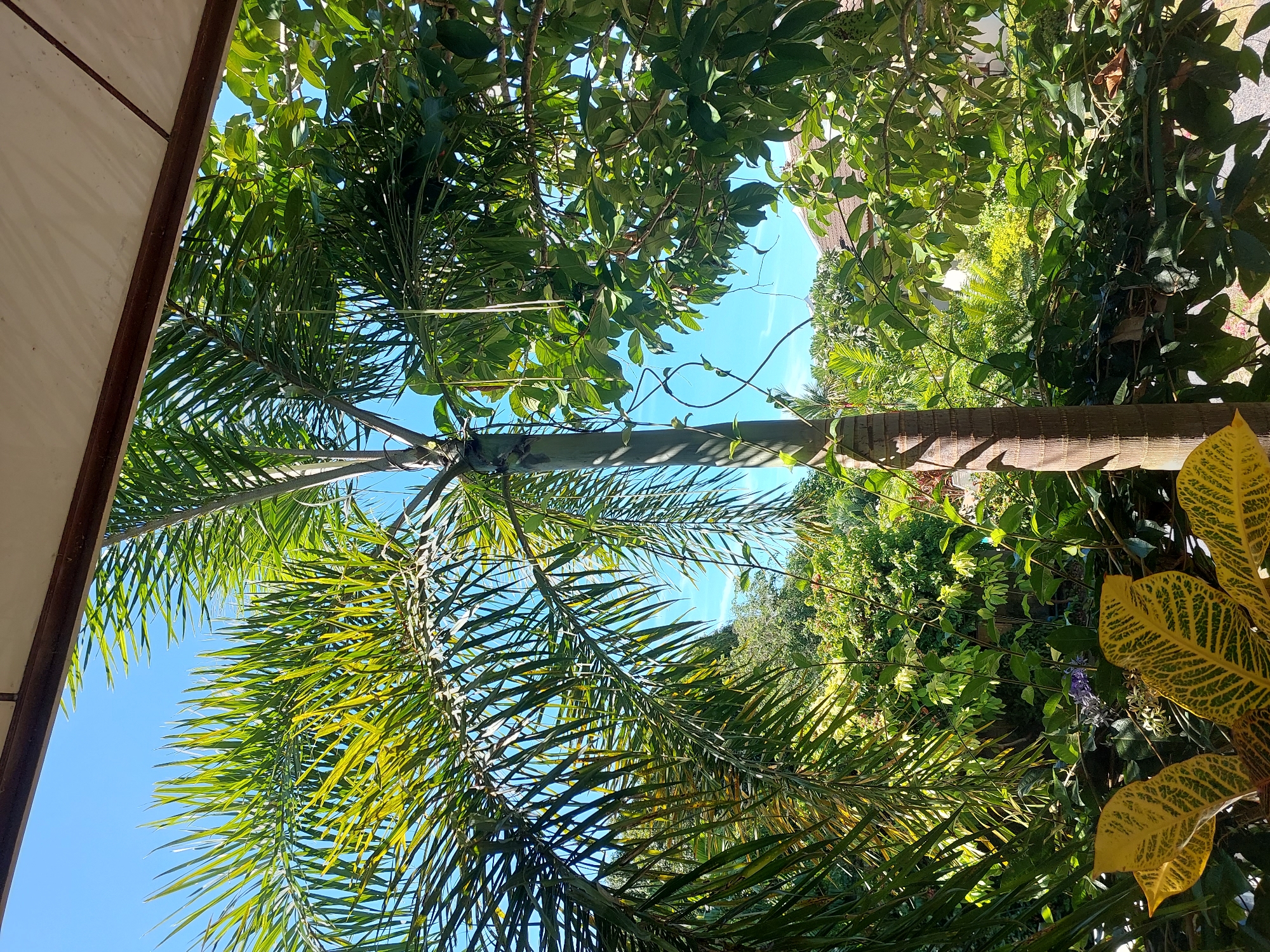 The image captures a view of lush greenery and a bright blue sky from a shaded porch in Baan Mae Nam, Thailand. In the foreground, a palm tree trunk is visible on the left, with its fronds extending towards the sky. To the right, dense foliage of another tree with broad green leaves fills the frame. Beyond these, a variety of other plants and trees create a verdant backdrop. In the distance, parts of a house with a brown roof are visible, suggesting a residential area. The overall scene depicts a tropical outdoor environment on a sunny day. There are no people or animals in the image, and no actions or interactions are depicted. The environment is characterized by natural elements, with a clear indication of human habitation in the background.
