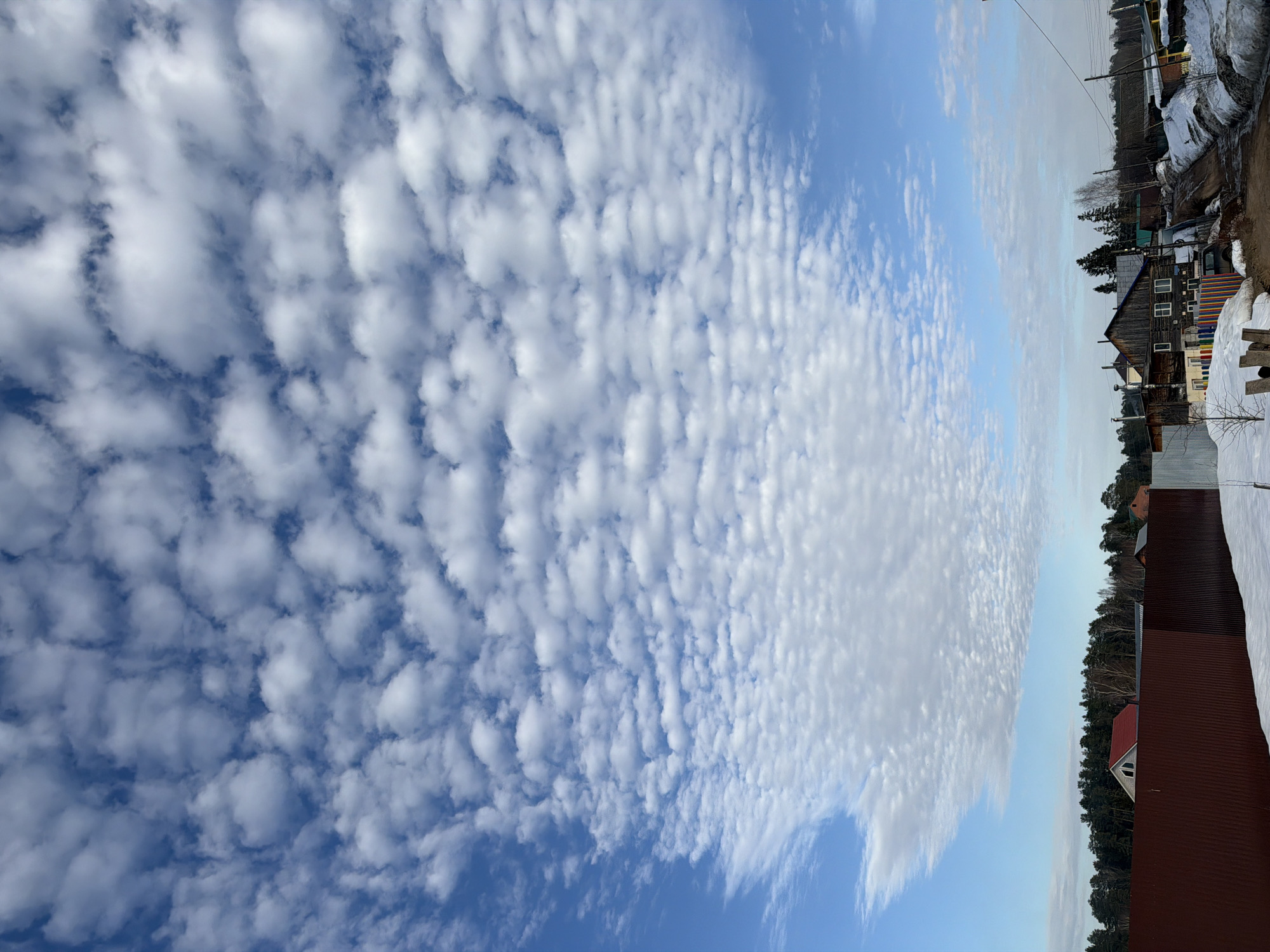 The image captures an outdoor scene in Chaikovsky, Russia, under a clear blue sky predominantly covered by a dense formation of white altocumulus clouds. The lower third of the frame depicts a residential or semi-rural area covered in snow, indicating a winter or early spring season. In the immediate foreground, a reddish-brown corrugated metal fence extends horizontally, partially obscuring a house with a red roof and a visible attic window situated among coniferous trees. To the right of the fence, the ground transitions from snow to an unpaved, muddy path lined with snowbanks and utility poles carrying wires. A two-story wooden house with dark siding and multiple windows stands prominently in the midground, surrounded by other smaller buildings and a mix of bare deciduous and evergreen trees. No individuals or discernible activities are present.