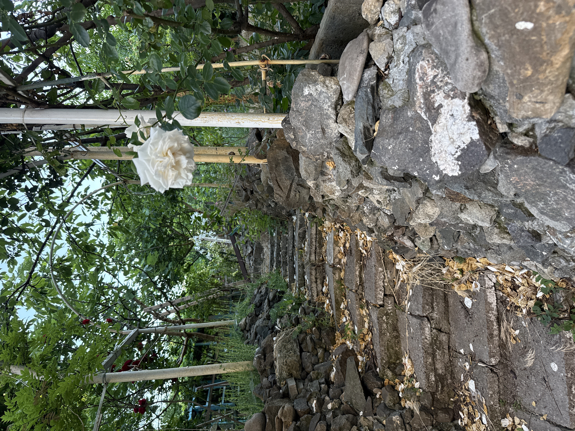 The image depicts an outdoor stone staircase winding upwards through lush greenery. The stairs are made of weathered stone blocks, some of which appear cracked or unevenly laid. Dried leaves and a few blades of grass are scattered on the steps and along the sides, suggesting a natural, perhaps slightly overgrown setting. The staircase is flanked by low stone walls constructed from various-sized rocks, with more greenery and small plants growing around and between them.
In the foreground and to the right, a white rose is in bloom, its delicate petals contrasting with the rough texture of the stones. The rose is attached to a climbing plant supported by a white vertical pole and some yellow stakes. In the background, more trees and foliage create a dense, green canopy, with hints of blue sky visible through the leaves. There are also some metal structures, possibly part of a pergola or trellis, supporting the plants. The overall impression is one of a charming, rustic garden path.
This scene is located in the city of Burgas, Bulgaria, within the Botanical Garden of the Natural History Museum. The specific area shown is the rose garden section, characterized by its stone pathways and the abundant presence of rose bushes.