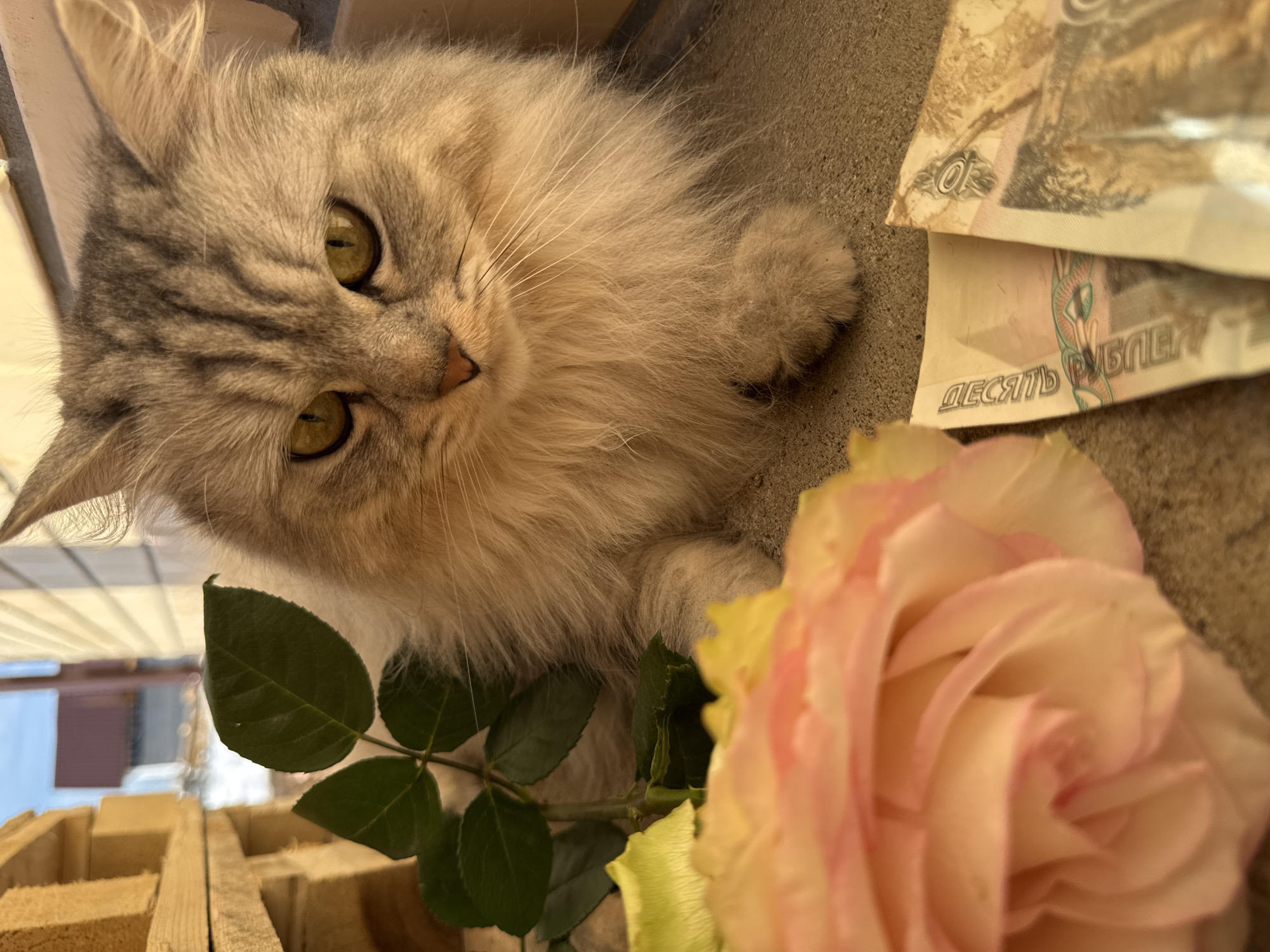 The scene is located outdoors in Gornyi (Dvurechenskoe S/P), Russia. A domestic long-haired cat, exhibiting grey tabby markings on its head and upper body and lighter, creamy-brown fur on its lower body, is seated on a textured, light grey concrete or stone surface. The cat possesses prominent yellow-green eyes and is looking directly forward. To the immediate left and slightly forward of the cat, a single rose with light pink and yellow petals is visible, along with a stem featuring multiple dark green leaves. To the right of the rose and in front of the cat, two Russian Ruble banknotes are partially visible, lying flat on the same surface. The background consists of stacked wooden pallets or beams on the left, and a light-colored building wall with horizontal siding on the right. In the distance, under a clear blue sky, a building with a red roof is discernible. The scene is illuminated by natural daylight.