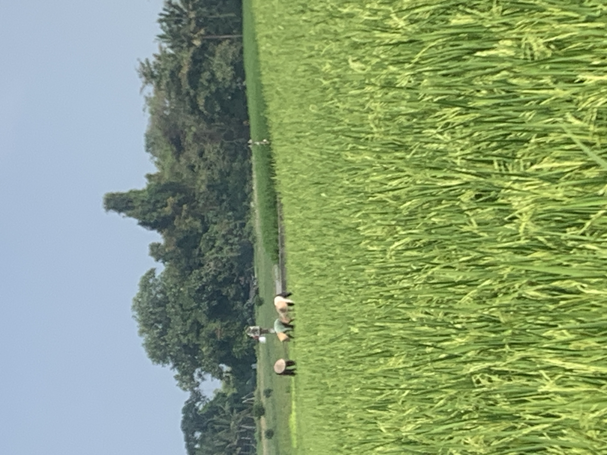 The image depicts a lush, green rice paddy field under a clear blue sky. In the middle ground, several individuals are actively working in the field, some wearing conical hats. One person in the distance appears to be holding a white container. The background features a dense line of trees and foliage, suggesting a rural or semi-rural setting. The overall scene conveys agricultural activity in a natural environment.