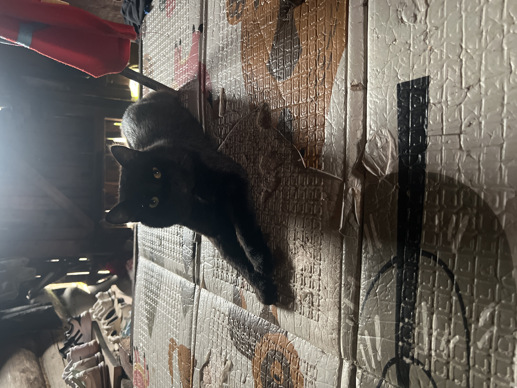 A black cat is sitting on a patterned mat in a dimly lit room. The cat is facing forward with its paws extended. The background is cluttered with various objects, including shoes on shelves and what appears to be fabric hanging from the ceiling. The room has a rustic feel with wooden beams visible. The location is described as Нестюково, Russia, implying a rural or semi-rural setting. The lighting suggests artificial light from a source not visible in the frame, creating strong shadows.