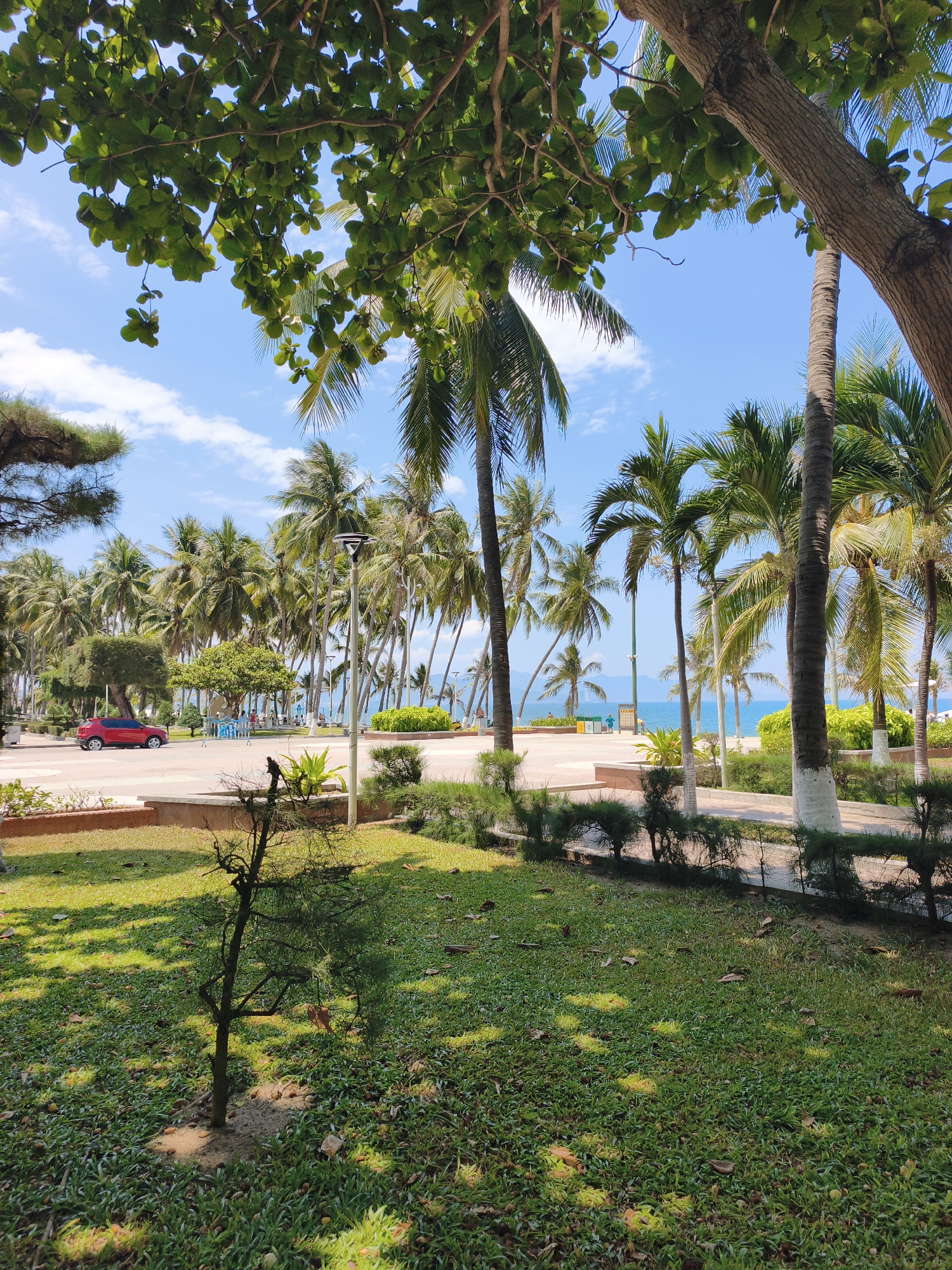 The image captures a serene scene in Nha Trang, Vietnam, likely near the beachfront. In the foreground, a lush green lawn is dappled with sunlight filtering through the leaves of trees. A thin, bare-branched tree stands in the center of the lawn. Beyond the lawn, a paved area is visible, featuring a red car parked on the left side and a lamppost. In the background, a dense line of palm trees stretches across the landscape, leading to the sparkling blue ocean under a bright, partly cloudy sky. The overall impression is one of a tranquil, tropical environment.