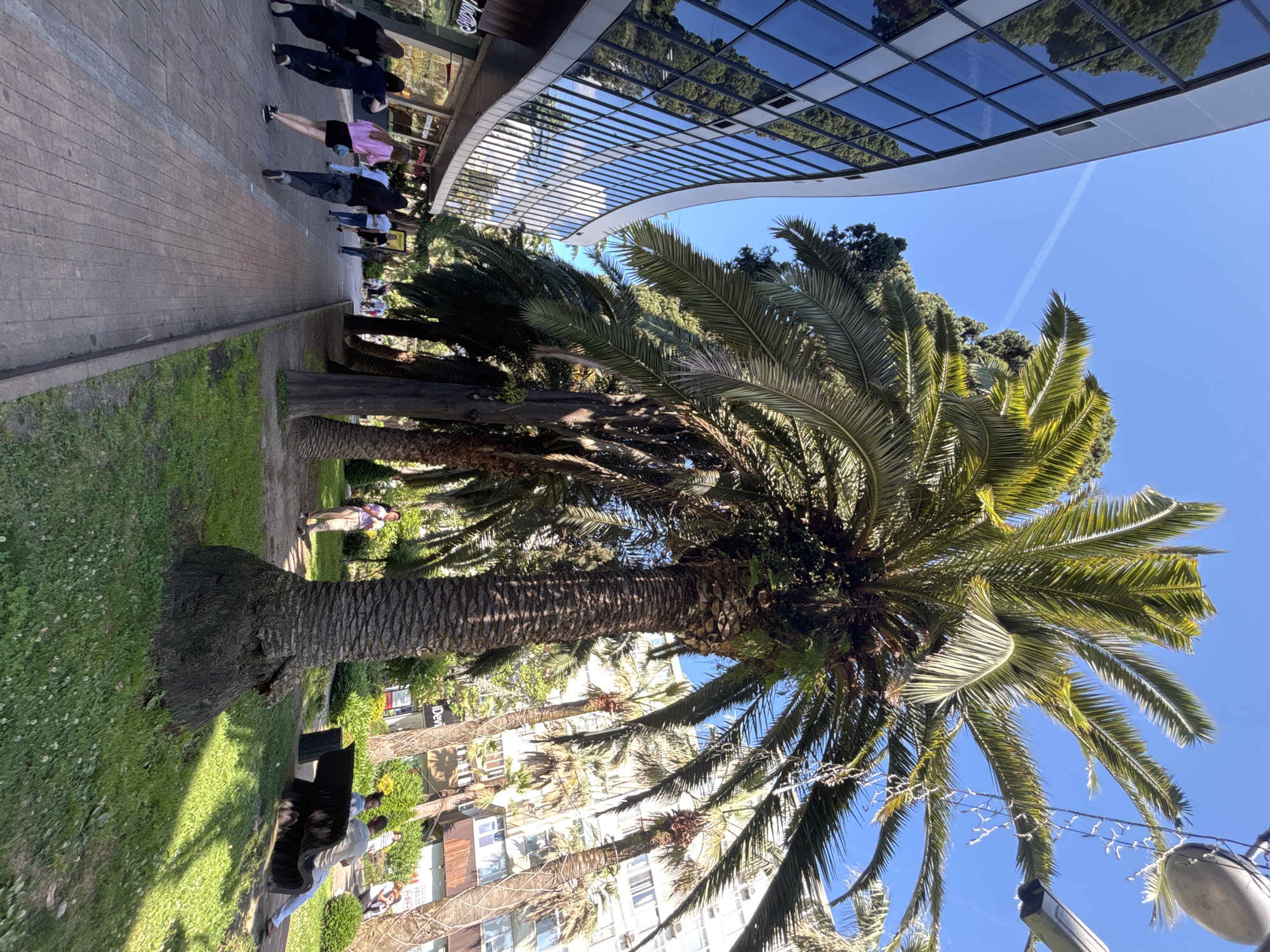 In Sochi, Russia, a wide pedestrian walkway lines a curved, modern building with a glass facade. Several people walk along the pathway, including a group of four women in dark clothing and a woman in a pink top and black skirt. To the right of the walkway, a grassy area features several tall palm trees and lush greenery. A dark, curved bench in the grassy area is occupied by two individuals. Further in the background, multi-story buildings with windows are visible. The sky is clear and blue with a faint contrail.