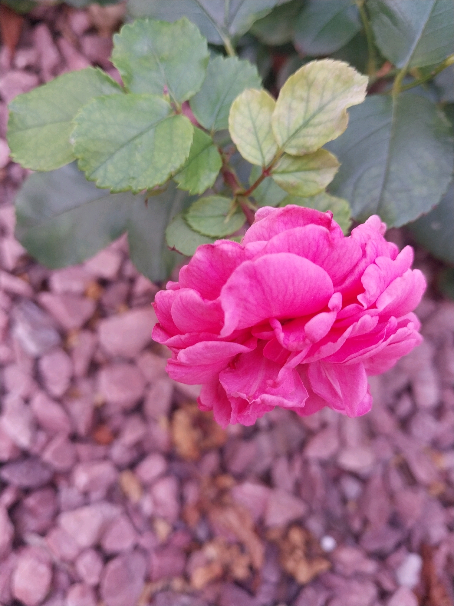 A vibrant pink rose blooms prominently in the foreground, its petals unfurling in intricate layers. The rose is situated outdoors, with a background of smooth, pinkish-purple gravel. Green leaves, some appearing slightly yellowed, are visible behind the rose, suggesting they are part of the same plant or a nearby one. The overall impression is that of a garden setting. The image does not provide any specific identifiable landmarks or information that would allow for pinpointing a location within Dnipro, Ukraine. The scene is static, with no people or discernible actions taking place.