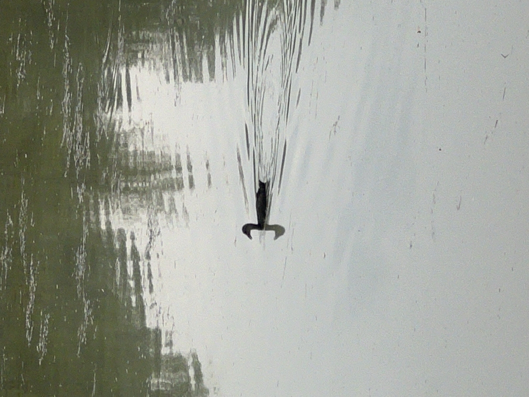 A solitary black bird, appearing to be a coot or moorhen, swims in a body of calm water. The bird is positioned slightly to the left of the center of the frame, with its neck extended forward and its beak pointing to the left. The water is a muted green-gray, reflecting the overcast sky and surrounding vegetation. Ripples emanate from the bird's movement, creating concentric circles on the water's surface. The overall atmosphere is serene and natural. This scene is likely located in the vicinity of Étrembières, France, given the context of the request, possibly in a park or natural reserve.