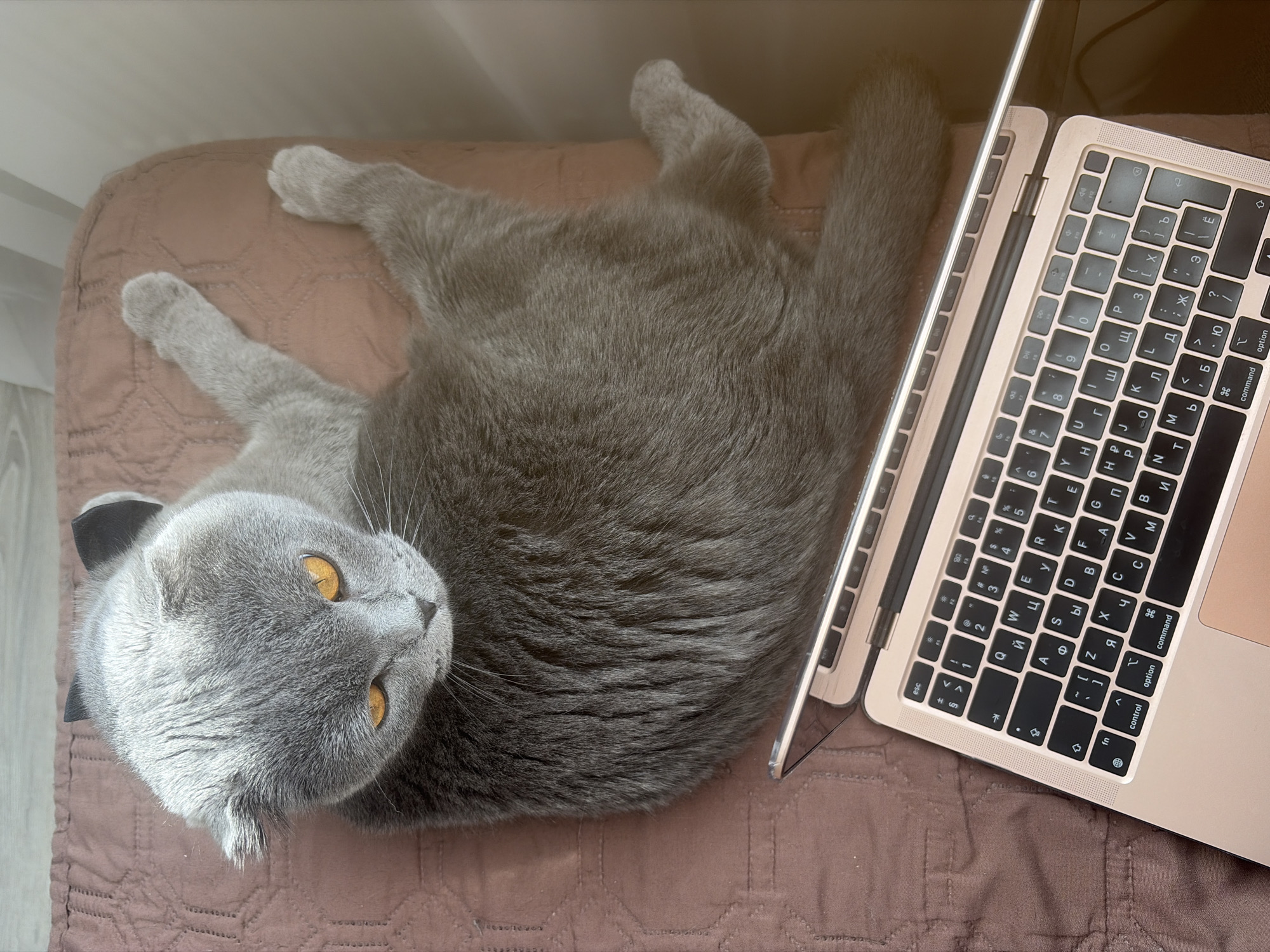 A grey Scottish Fold cat with golden eyes lies on a brown quilted surface next to a rose gold laptop with a Cyrillic keyboard. The scene is lit by natural light, possibly from a nearby window. The cat is positioned with its head near the edge of the frame, looking towards the camera, while its body extends towards the laptop.