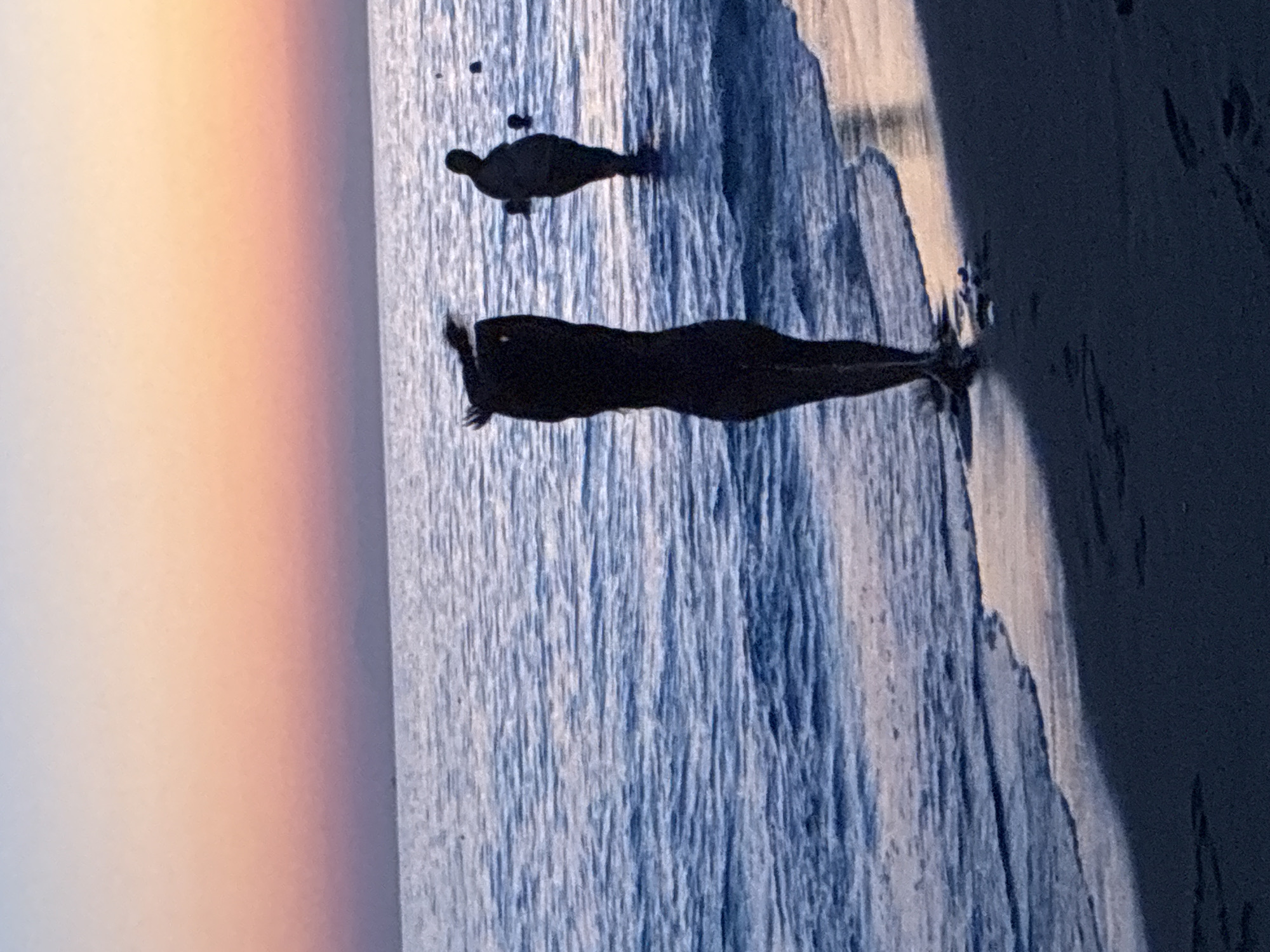This image depicts a serene beach scene at sunset, likely in Alanya, Turkey, characterized by its warm, gradient sky. The foreground features a dark sandy beach with faint footprints. The ocean, a deep blue, gently laps at the shore. Two silhouetted figures are visible in the water. The figure closest to the viewer is a woman standing in the shallow water, with her hair styled in a way that suggests movement. Further out, a second, larger silhouetted figure, possibly a man, stands in the water, with another person or object visible behind him. The sky transitions from a pale yellow and pink near the horizon to a soft, dusky blue higher up, indicating the sun has recently set or is setting. The overall impression is one of tranquility and natural beauty.