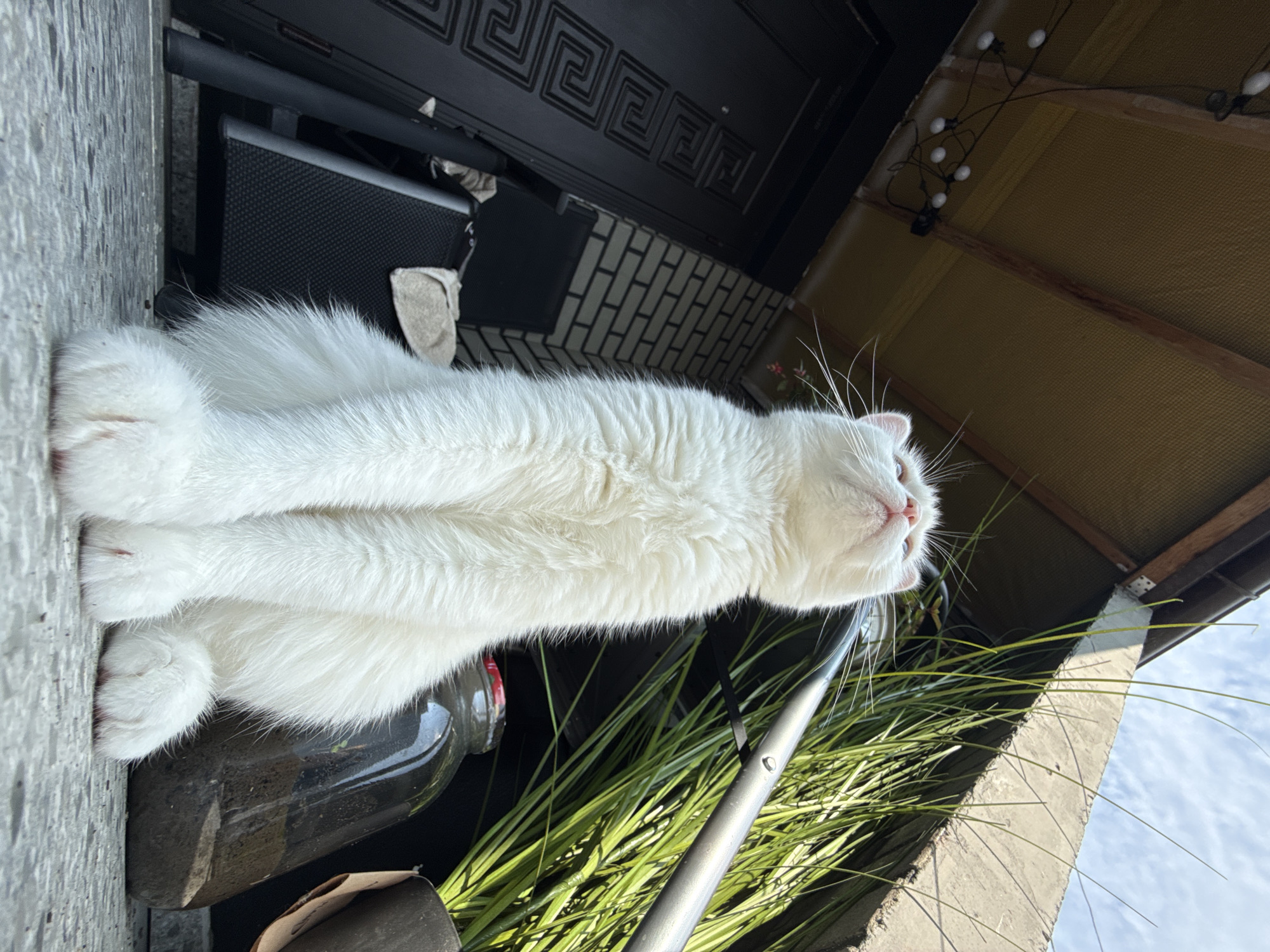 A low-angle medium shot captures a fluffy white cat sitting upright outdoors. The cat faces upward, its eyes closed and its nose pointed towards the sky, as if enjoying the sun. The cat's white fur is long and appears soft, with pink pads visible on its paws. In the background, a dark, textured door with a geometric pattern is visible to the left. Beside the door, a white brick wall can be seen. To the right of the cat, tall green plants in a dark pot are partially obscured by a large glass jar filled with dark liquid and sediment. A metallic pole runs horizontally in front of the plants. Above, the underside of a brown roof structure is visible, with a string of white globe lights hanging from it. The sky above is partly cloudy. The ground appears to be a paved surface. The location is described as Unknown, Unknown.