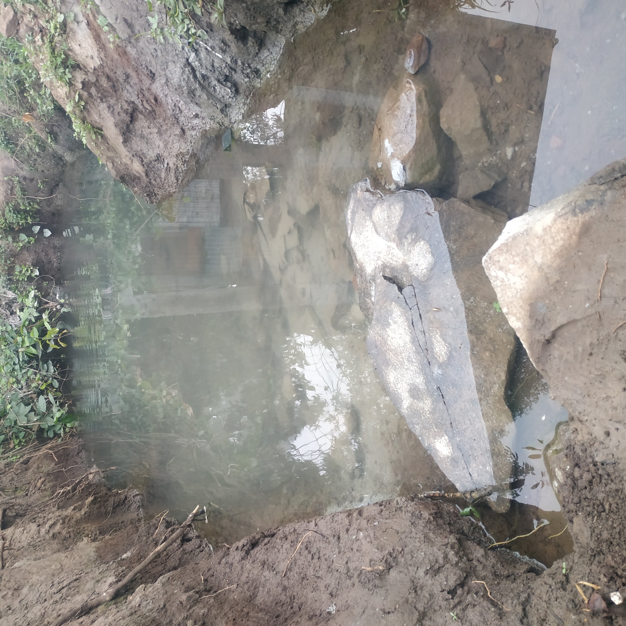 The image depicts a muddy ditch filled with murky water, located in Arjasa, Indonesia. The ditch has steep, eroded banks covered with vegetation and exposed tree roots. Several large rocks and debris are visible submerged in the water and along the banks. Reflections of trees and a structure are present on the water's surface. The scene appears to be a natural or semi-natural environment, possibly a drainage channel or a water accumulation after rainfall. No people or animals are visible in the image.