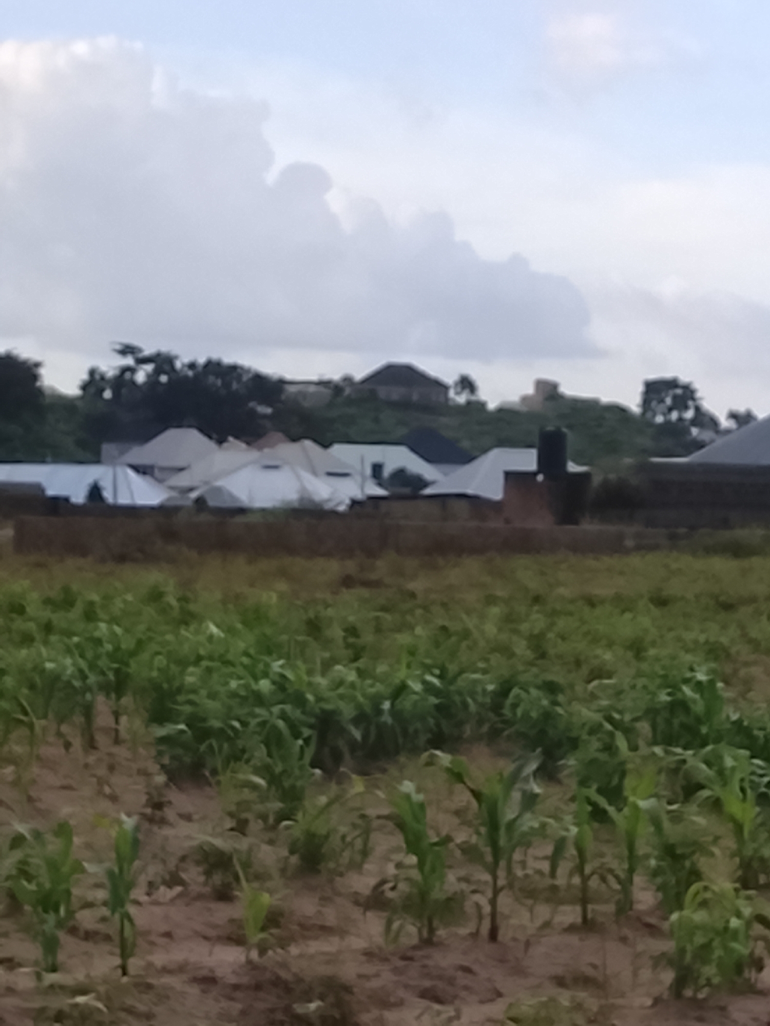 This is a photograph taken in Barakin Acha, Nigeria. The foreground is a field of young corn plants growing in brown soil. Behind the field, there are several buildings with white and gray roofs, some of which appear to be residential homes. In the background, there are trees and a hill. The sky is cloudy. The image depicts a rural or semi-rural setting.