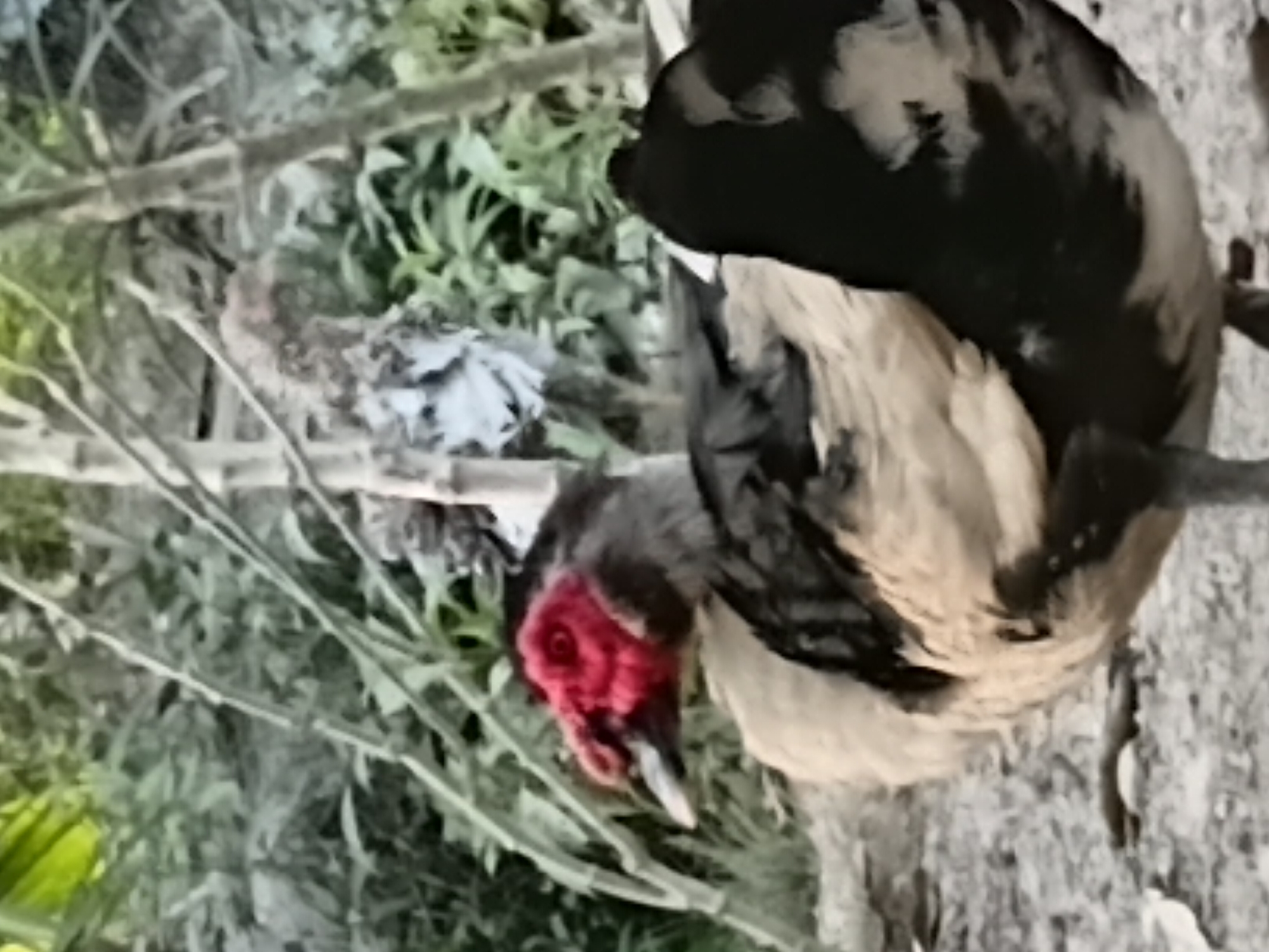 The image shows a Muscovy duck in an outdoor setting. The duck has black and white plumage, with a distinctive bright red face and wattles. Its beak is dark colored. The duck is standing on a rough, greyish ground, likely dirt or gravel. In the background, there are blurred green plants and some thin, vertical branches, suggesting a natural or garden environment. The lighting is somewhat dim, and the image has a soft focus, making fine details less clear. There are no people or other animals visible in the image. The location is identified as Margo Rukun, Indonesia.