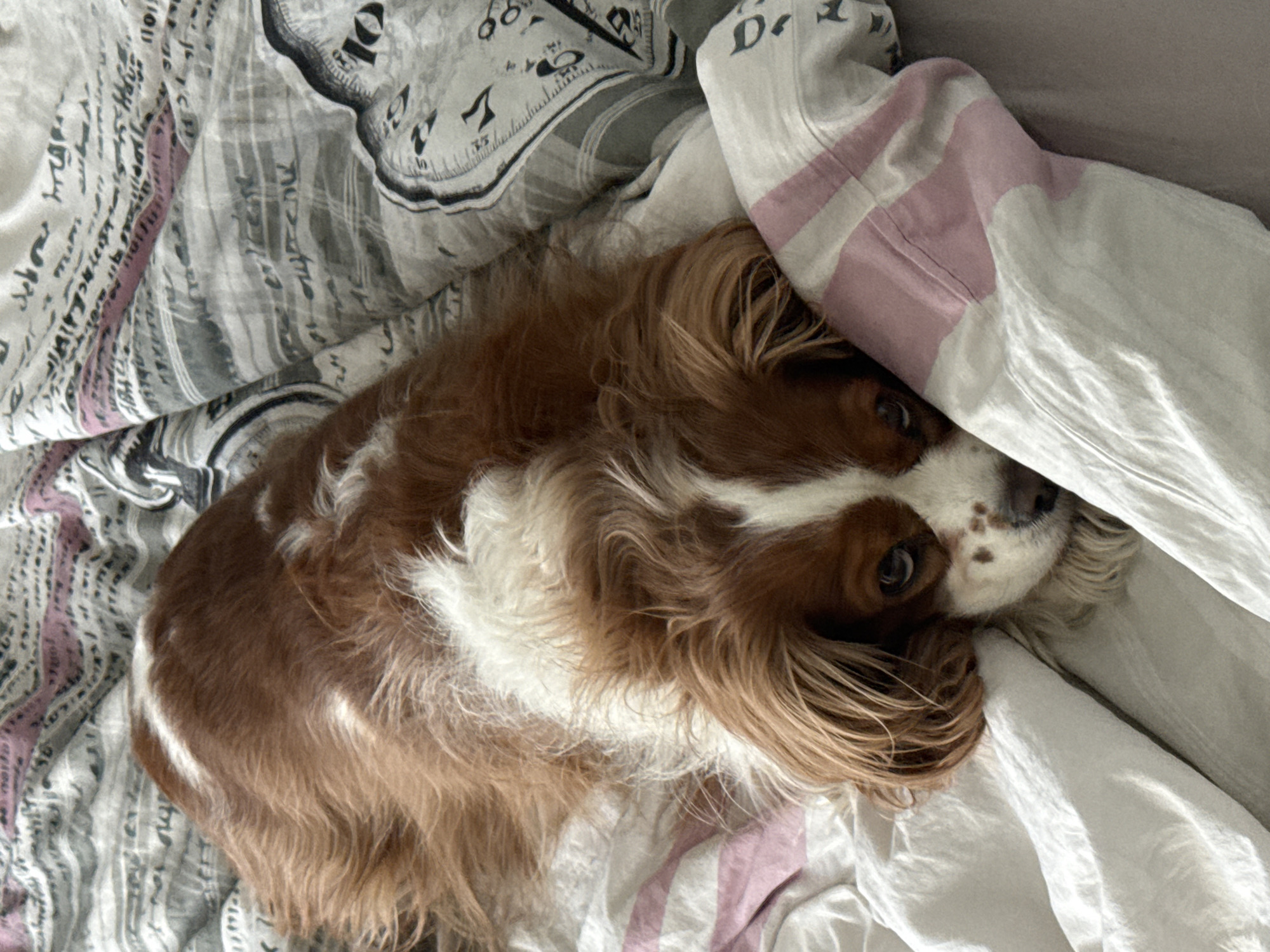 A Cavalier King Charles Spaniel lies on a bed covered with a patterned sheet, mostly brown, white, and beige in color. The dog is partially covered by a white duvet with pink stripes. The dog's head is visible, with its eyes open and looking at the camera. The exact location is not discernible and cannot be determined as Sofia, Bulgaria.