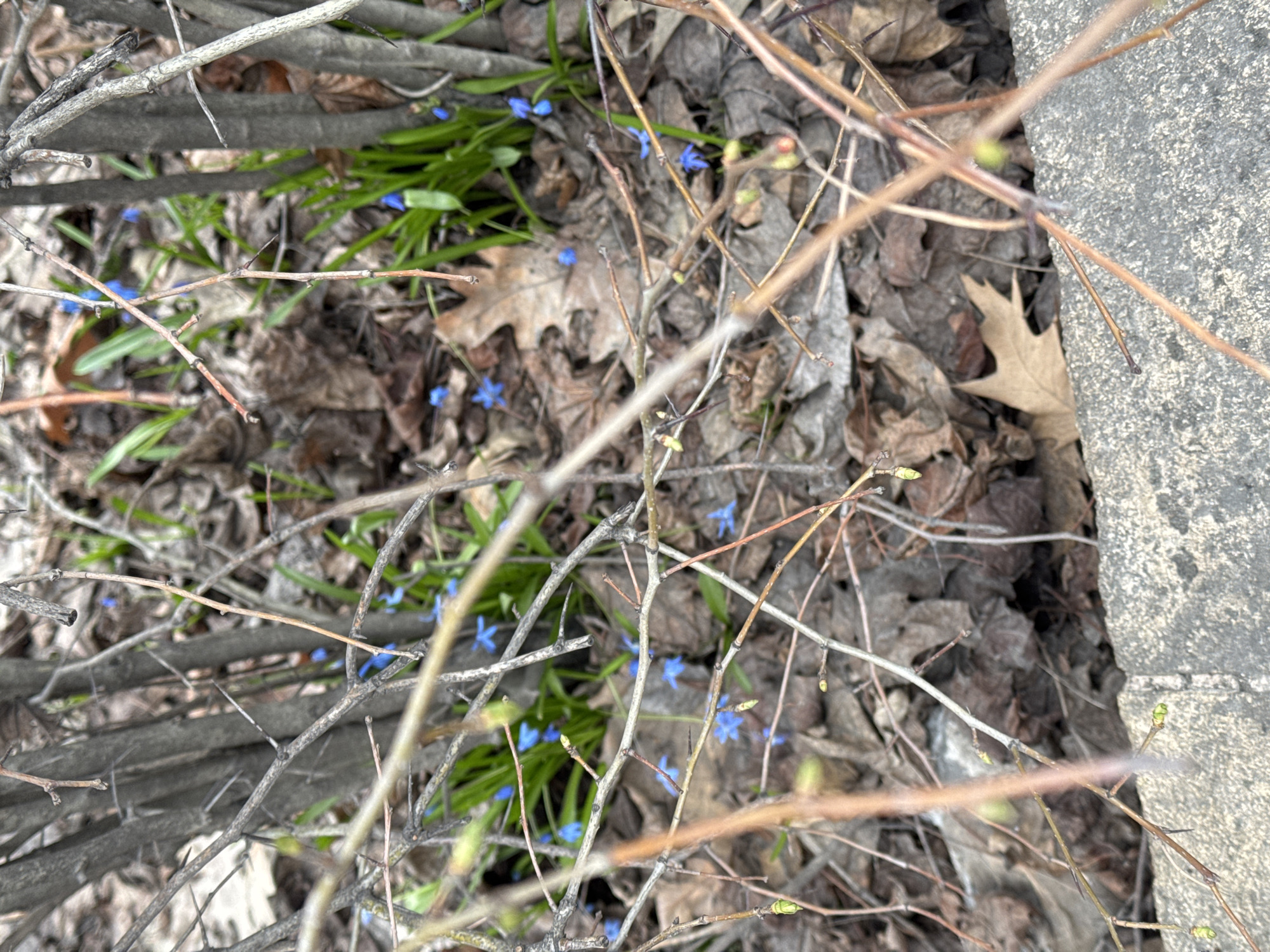The scene depicts a patch of ground cover in what appears to be a wooded area or urban park adjacent to a concrete structure, possibly a curb or walkway. Scattered among fallen leaves, small blue flowers are interspersed with green shoots. Dry twigs and branches litter the area, partially obscuring the view of the ground cover. The lighting appears diffuse, suggesting an overcast day. The location is Unknown, Unknown.