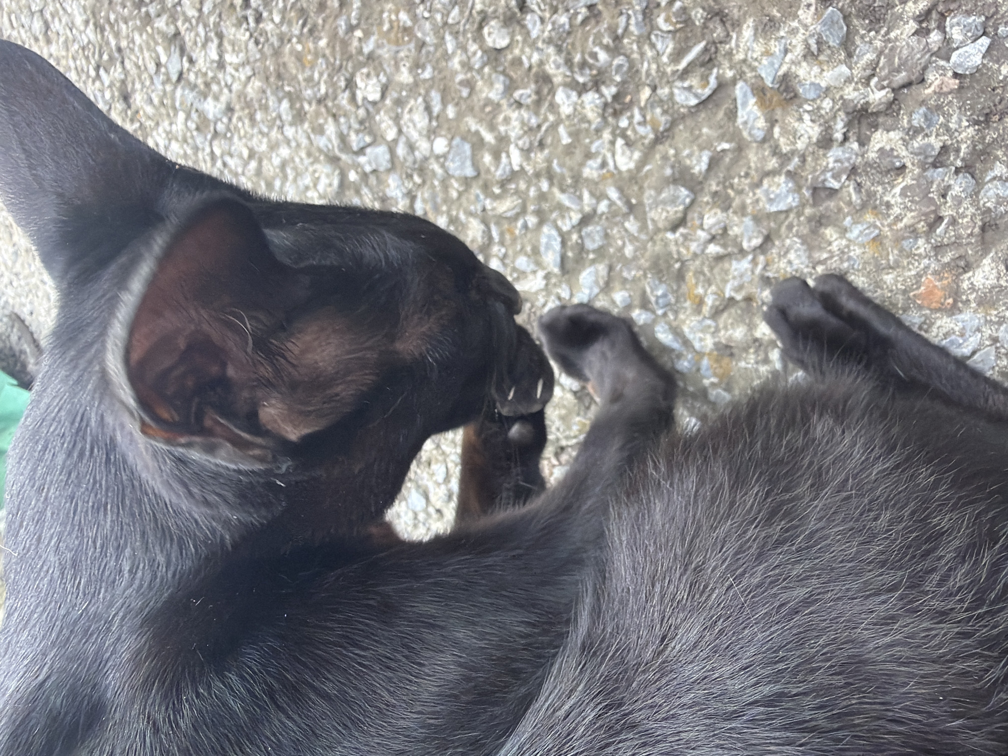 A black cat is lying on a concrete surface covered with small grey and brown stones. The cat is curled up, with its head bent down and its paws near its face. The cat's fur appears to be short and dense, with some lighter grey hairs visible on its body. The concrete surface is rough and uneven, with visible cracks and patches of discoloration. The background is out of focus, but appears to be a continuation of the concrete and stone surface. The image is taken from a high angle, looking down at the cat. The lighting suggests it is daytime, with diffused light. There is no indication of any specific location within Novosibirsk, Russia.