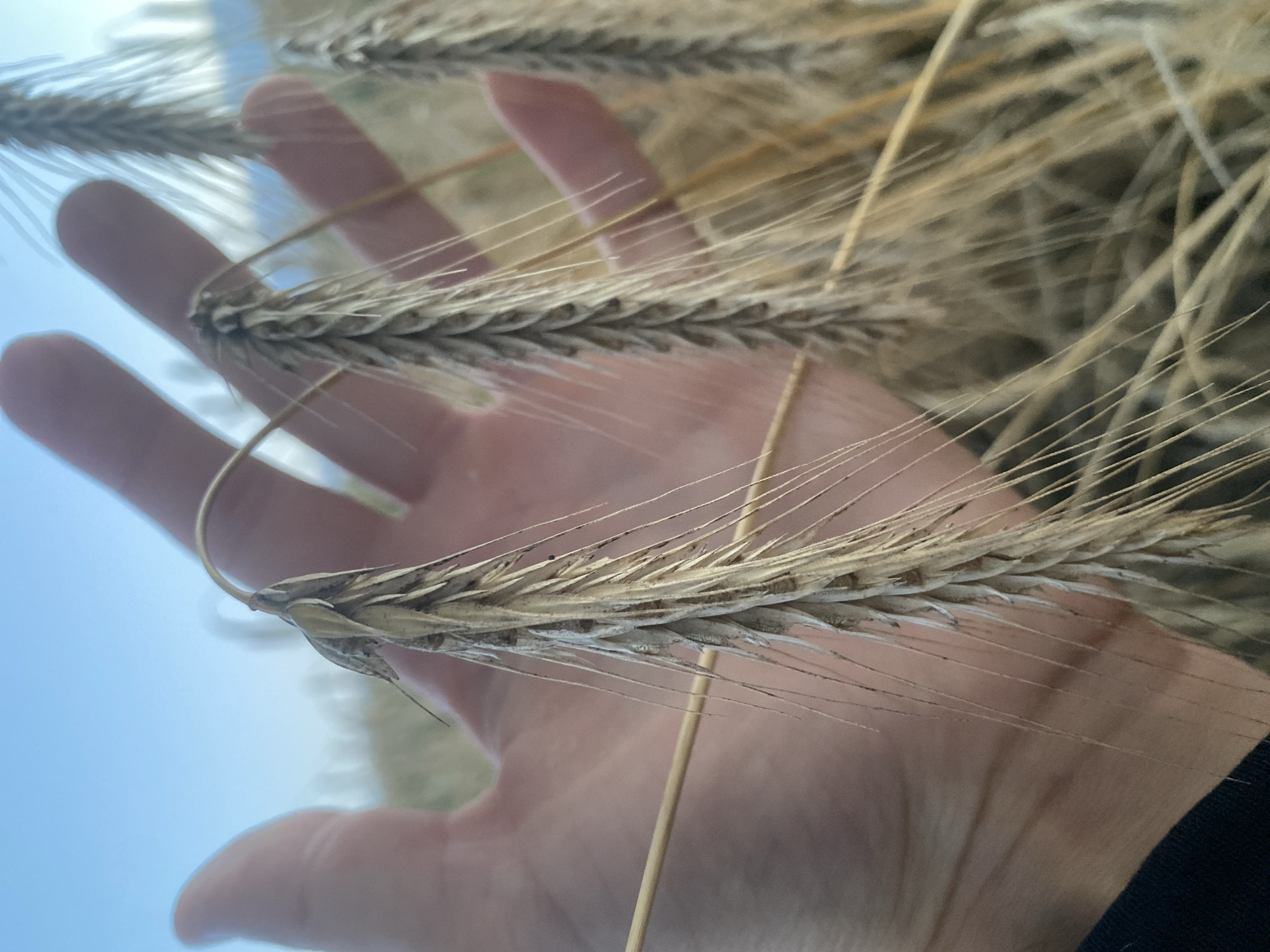 The image shows a close-up of a person's hand holding several stalks of wheat in a field. The wheat stalks are light brown and have long awns. The hand is open, with fingers extended, and is positioned behind the wheat stalks, making them the focal point of the image. The background consists of more wheat stalks, suggesting a harvest or a field ready for harvest. The sky is visible in the upper left corner, appearing clear and blue. The image was taken in Schwarme, Germany.