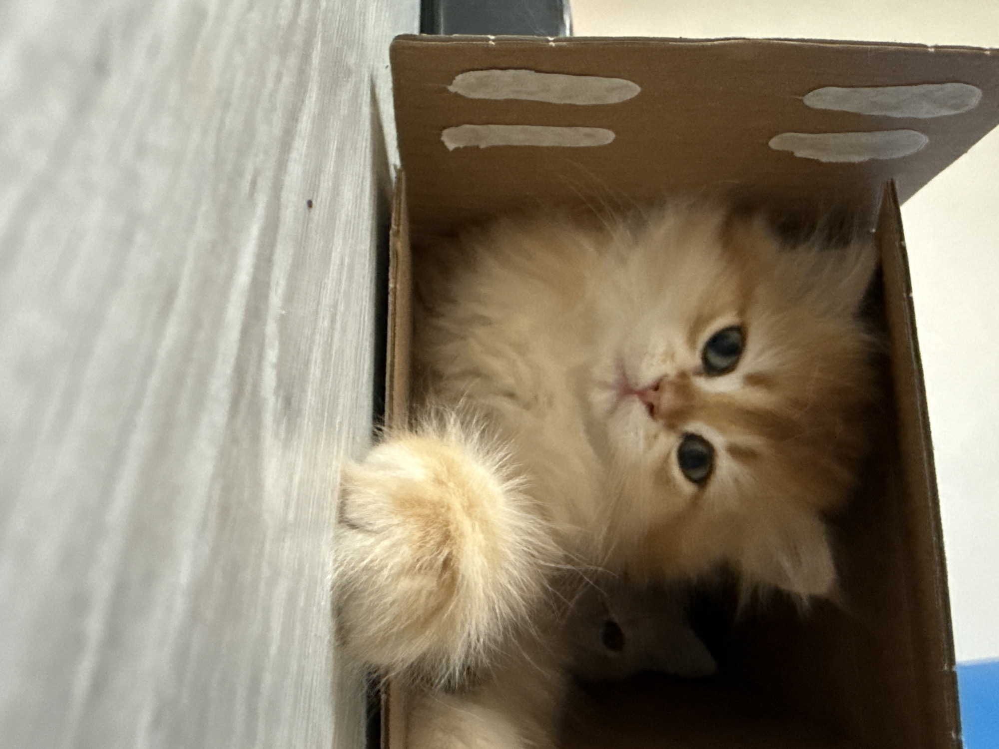 The image shows a close-up of a fluffy ginger kitten peeking out of a cardboard box. The kitten has large, dark eyes and a pink nose. Its paws are visible, with one paw resting in the foreground. Another, fainter kitten face is visible in the background of the box. The box is open on one side, revealing the kittens within. The surface beneath the box appears to be a light-colored wooden floor. There are no clear indicators of a specific location, such as landmarks or recognizable signage, that would allow for an accurate placement within the city of Yurukovo, Bulgaria. The scene is indoors, likely in a domestic setting.