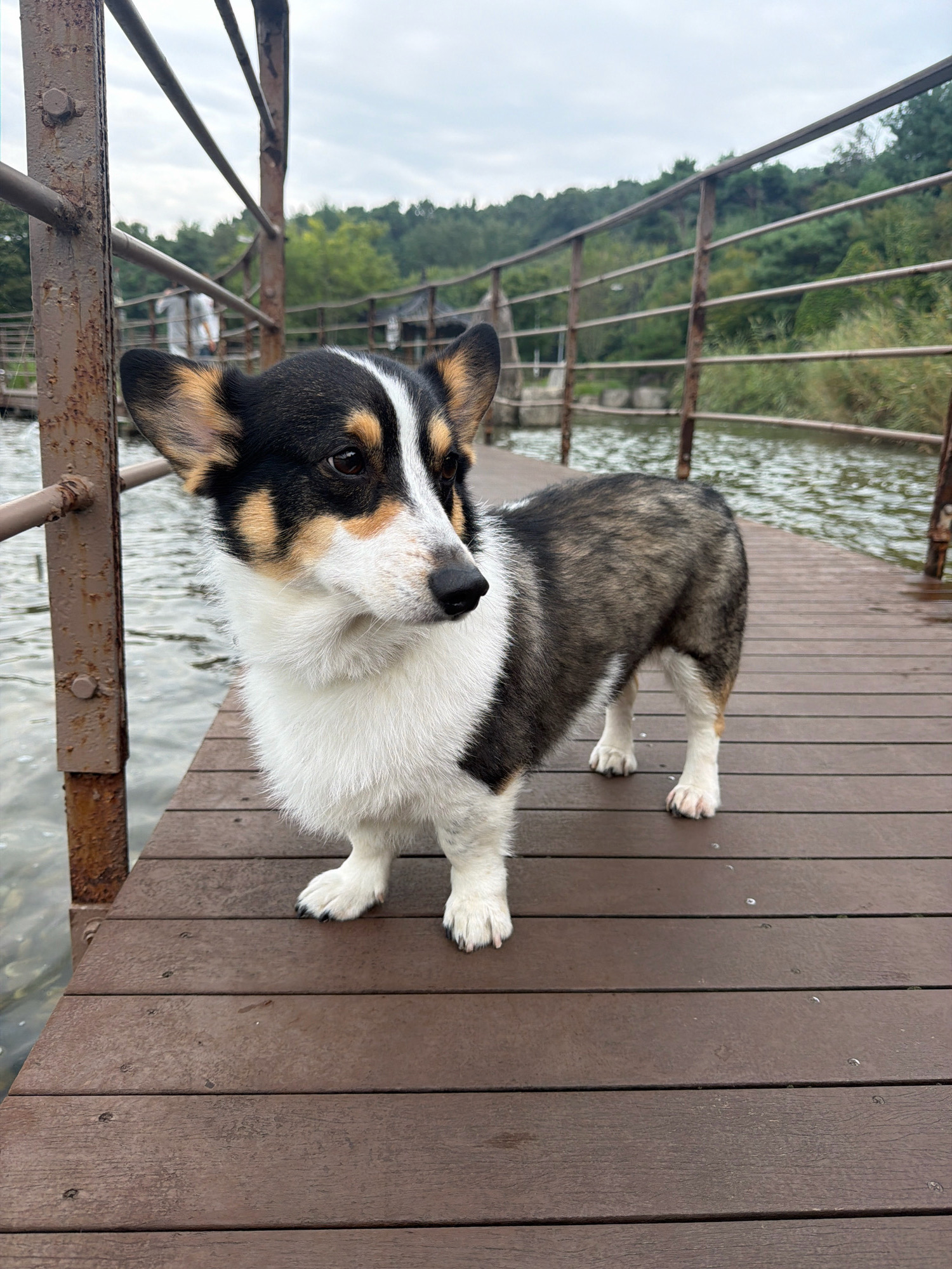 A tri-color corgi stands on a wooden pier overlooking a body of water. The dog is facing to the right, with its head turned slightly towards the viewer. The pier is made of brown wooden planks, and there is a metal railing on the left side of the image. In the background, there are trees and a cloudy sky. A person is visible in the distance on a bridge. The location is identified as a pier in Ansan, South Korea.