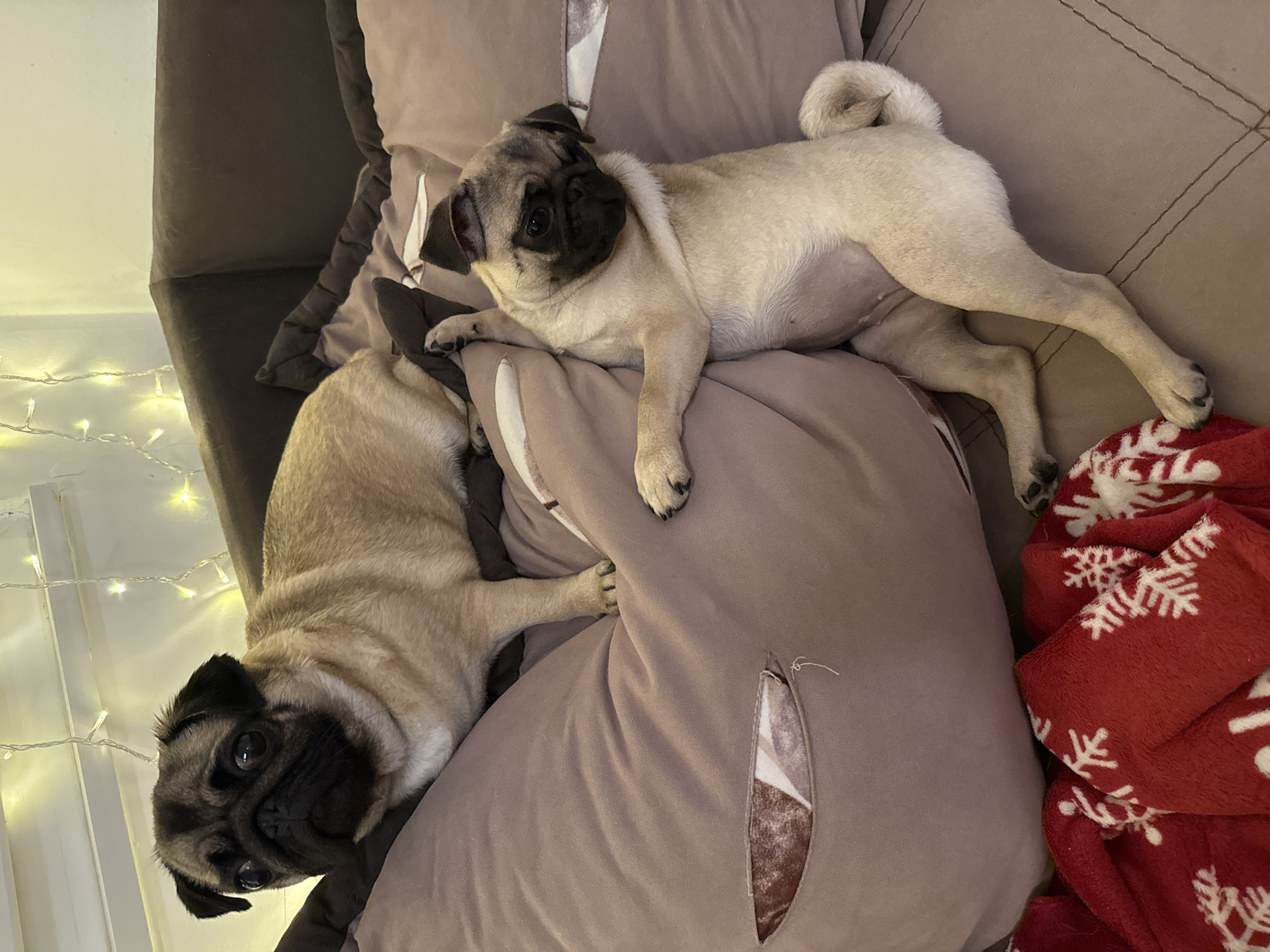 Two pugs are resting on a couch. The pug on the left is lying down and looking to the left. The pug on the right is lying on its back and looking at the camera. There are pillows on the couch, and a red blanket with white snowflakes is in the foreground. String lights are visible in the background.