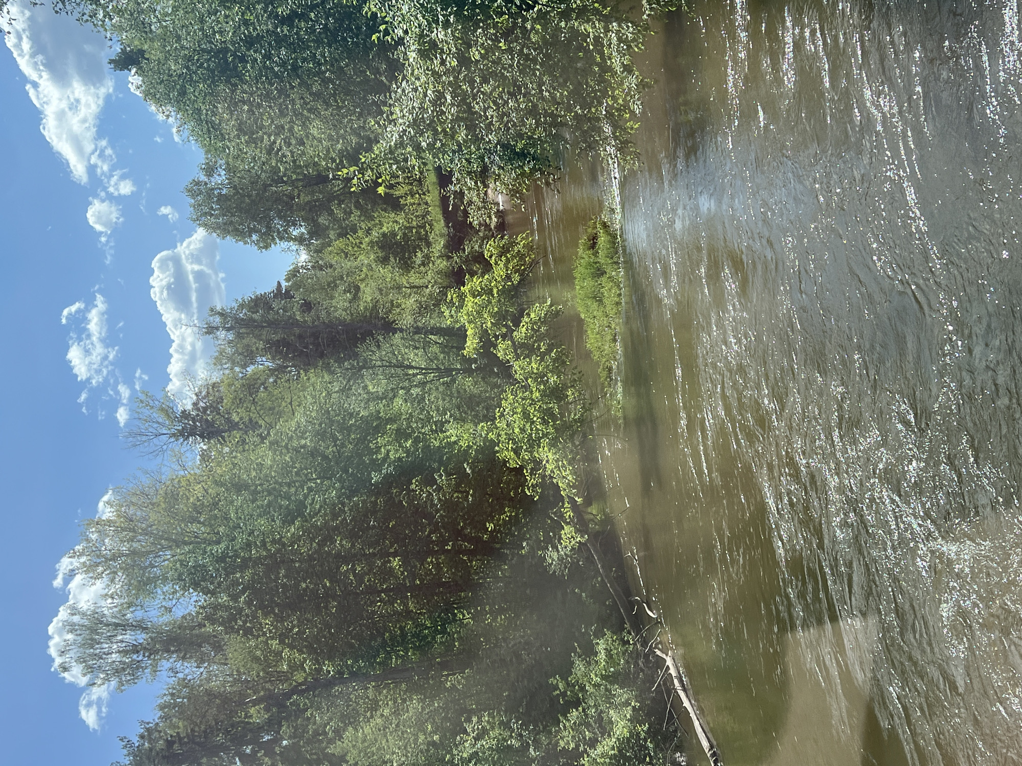 A flowing body of water, likely a river, occupies the right side of the image. Sunlight reflects off the water's surface. The left side shows a densely forested area with trees and various vegetation, and a blue sky with puffy white clouds is visible in the upper left corner. There are no discernible people or specific interactions visible. The location within the city of Kirillovka, Russia, cannot be confirmed solely based on the visual information provided.