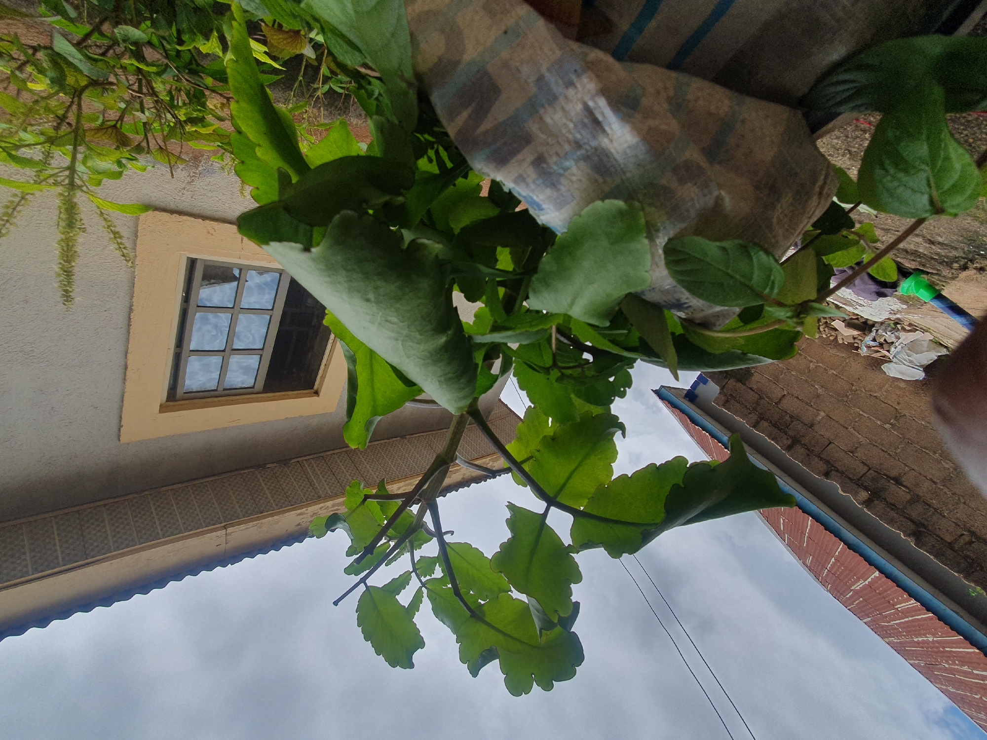 The image depicts a close-up view of a plant with large, green, serrated leaves, partially obscuring a building with a corrugated metal roof and a window. The building appears to be a house, with a neutral-colored stucco exterior and a yellow-trimmed window. The roof is a reddish-brown color. In the background, there are glimpses of other structures, including a brick wall. The sky is overcast with clouds. The plant is in the foreground and is the primary subject, with its branches reaching upwards. The scene is outdoors, likely in a residential area. It is not possible to determine the exact location within Gura Top, Nigeria, based on the visual information provided.