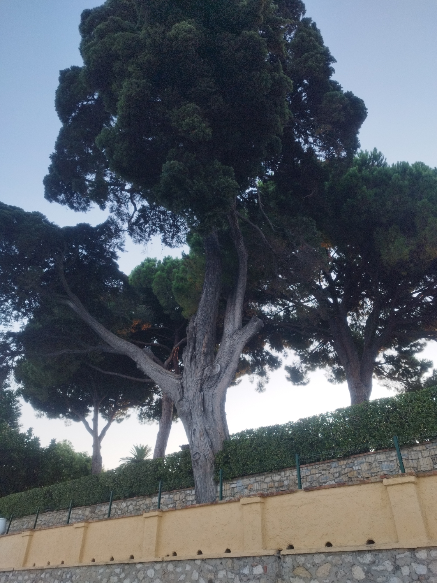 The image shows a cluster of mature cypress trees with dark green foliage against a pale blue sky. The trees have thick, textured trunks and branches that spread widely. In the foreground, there is a neatly trimmed green hedge atop a stone wall with a textured yellow plaster facing. The wall has several circular openings and is supported by a lower stone foundation. The scene appears to be an outdoor setting in Antibes, France, possibly a garden or park area.