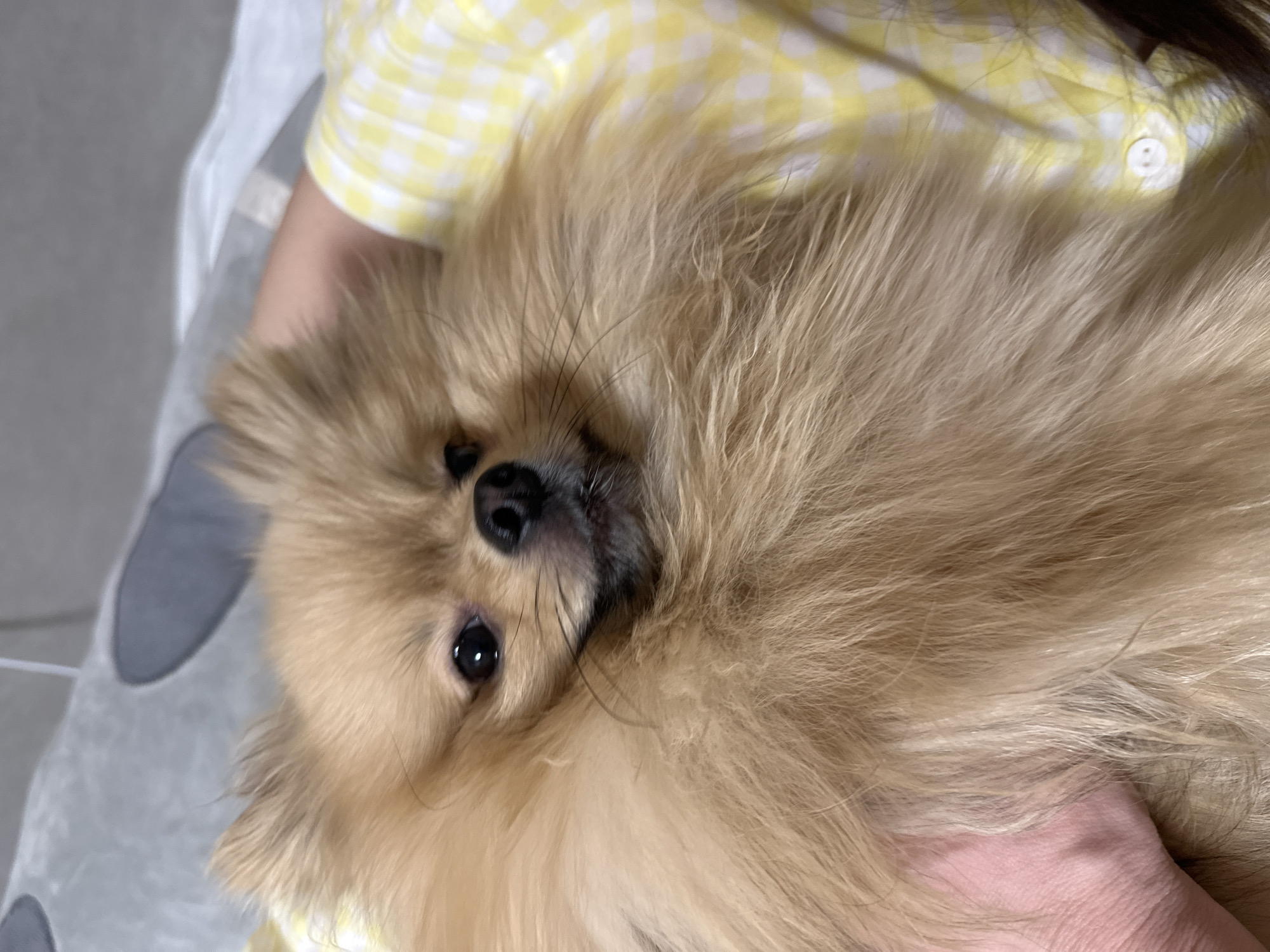 A tan Pomeranian dog is being held in someone's arms. The person is wearing a yellow and white checkered shirt. The background includes a gray fabric with dark gray circles. The location in Votkinsk, Russia, is not determinable from the image.