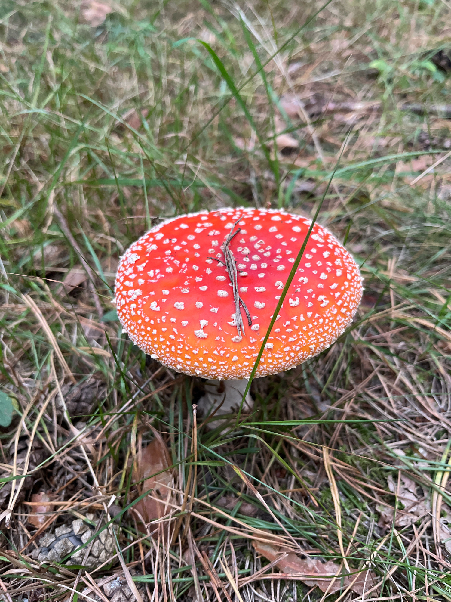 A close-up, high-angle shot captures a single, mature Amanita muscaria mushroom growing among pine needles and dry grass on the forest floor. The mushroom's cap is a vibrant red, adorned with numerous white, irregular spots, and its edge exhibits a lighter, almost orange hue. A dry twig rests horizontally across the top of the cap. The surrounding ground is covered with a layer of fallen pine needles, interspersed with green and brown grass and a few dried leaves. A small pine cone is visible near the bottom left of the frame. The lighting suggests an overcast day or shaded forest environment. The image does not depict any human activity or any identifiable location in Kaunas, Lithuania; it is a general nature scene.