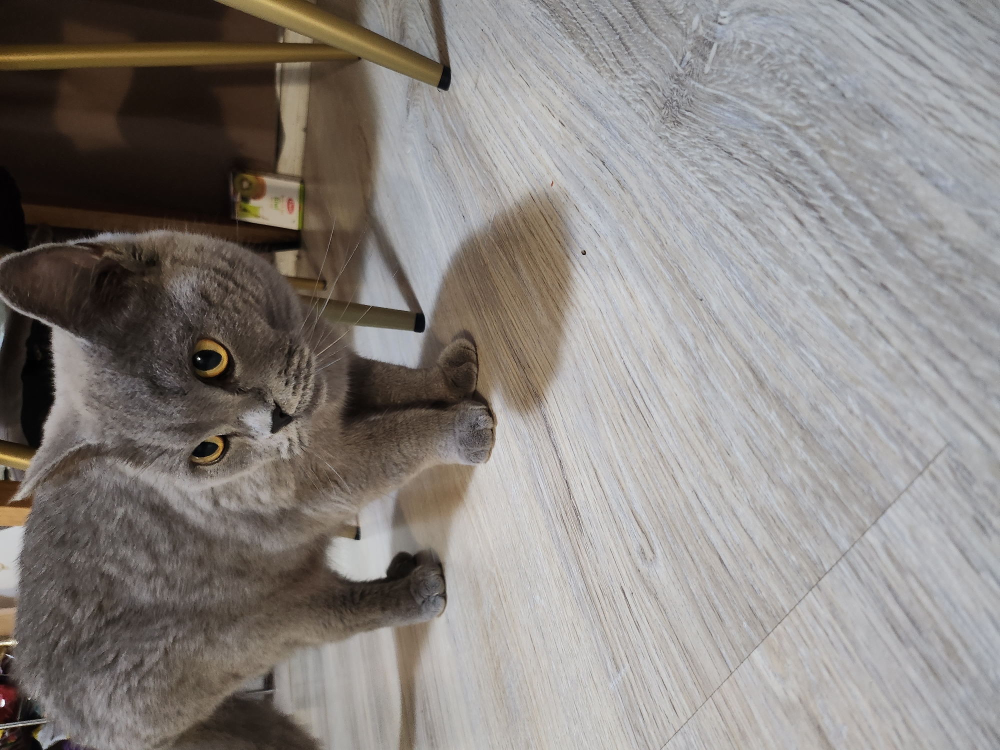 A grey domestic shorthair cat, likely a British Shorthair, stands on a light-colored laminate wood-grain floor. The cat's body is angled slightly, with its head turned to the viewer's right, exhibiting bright amber eyes intently focused in that direction. Its fur is dense and uniformly grey, with prominent white whiskers extending from its muzzle. The cat's front paws are visible, while its rear paws are partially obscured. In the background, slender, golden-colored metal furniture legs, capped with black protectors, are visible. Behind these, a dark brown surface, possibly a curtain or wall, and a small white carton with green and red markings are present on the floor. The scene is well-lit, casting distinct shadows from the cat and furniture onto the floor. The floor features visible plank seams and subtle surface variations. This indoor scene is situated in the city of Tsarevo, Bulgaria.