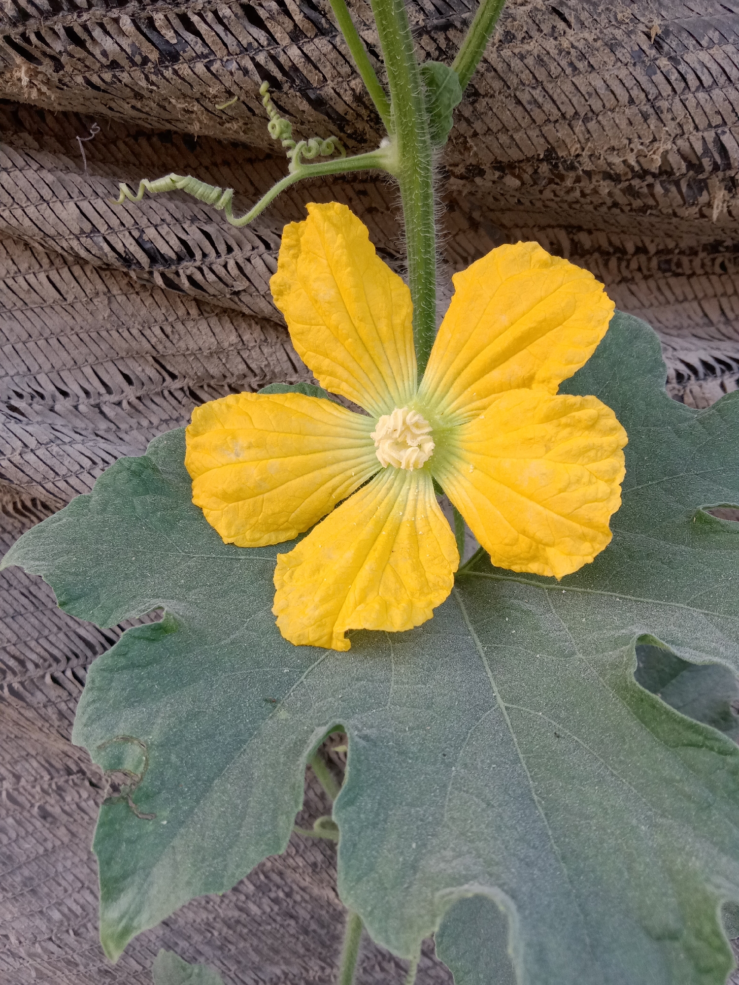 This is a close-up, eye-level, vertical shot of a bright yellow flower from a gourd plant, resting on a large green leaf. The flower has five petals and a light green center with visible stamens. The leaf is broad with distinct veins and a slightly dusty texture. Behind the plant, a dark, textured surface, possibly a woven mat or tarpaulin, is visible. A thin, green vine with a coiled tendril extends from the top left of the frame. The overall scene appears to be outdoors, likely in a garden or agricultural setting within Pacing, Indonesia. There are no people or animals present in the image.