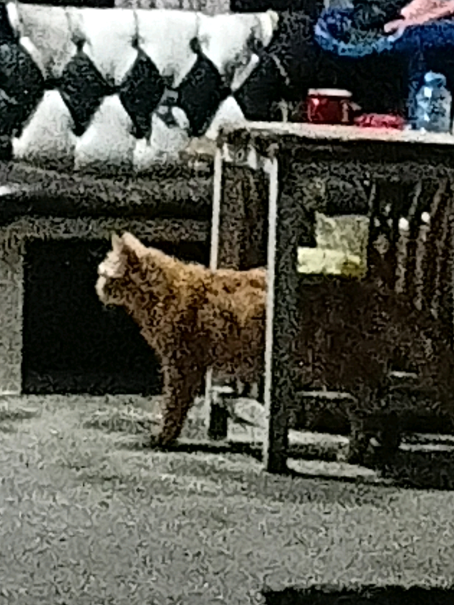 The image captures a ginger-colored cat standing on a textured gray surface, possibly carpet or a woven material. The cat is facing left, with its body angled slightly away from the viewer. Behind the cat, a dark, rectangular opening is visible, suggesting it might be a doorway or an alcove. To the right of the cat, a dark-colored furniture piece with horizontal slatted details is present, with a yellow rectangular object placed on its surface. Further in the background, a portion of furniture with a diamond-patterned upholstery in black and white is visible. The lighting in the scene appears to be dim. There is no discernible connection to Cikal, Indonesia, in the visual elements of this image.