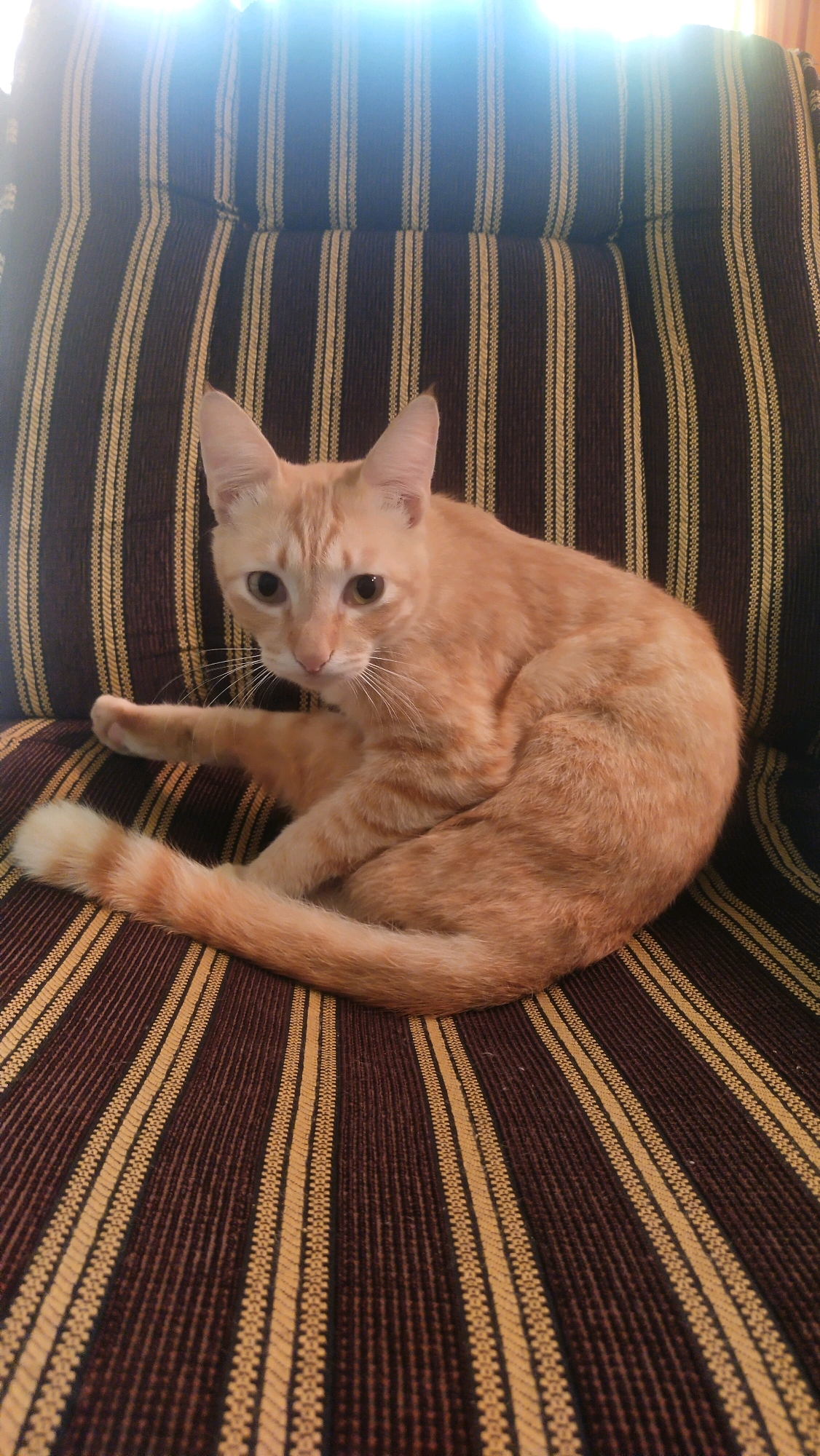 An orange tabby cat sits curled on a striped couch in Klungkung, Indonesia. The couch has alternating dark brown and yellow vertical stripes. The cat is facing the camera with its head tilted slightly, its tail wrapped around its body. The background is out of focus, but appears to be a wall or window with bright light shining through. The image is taken from a slightly elevated angle.